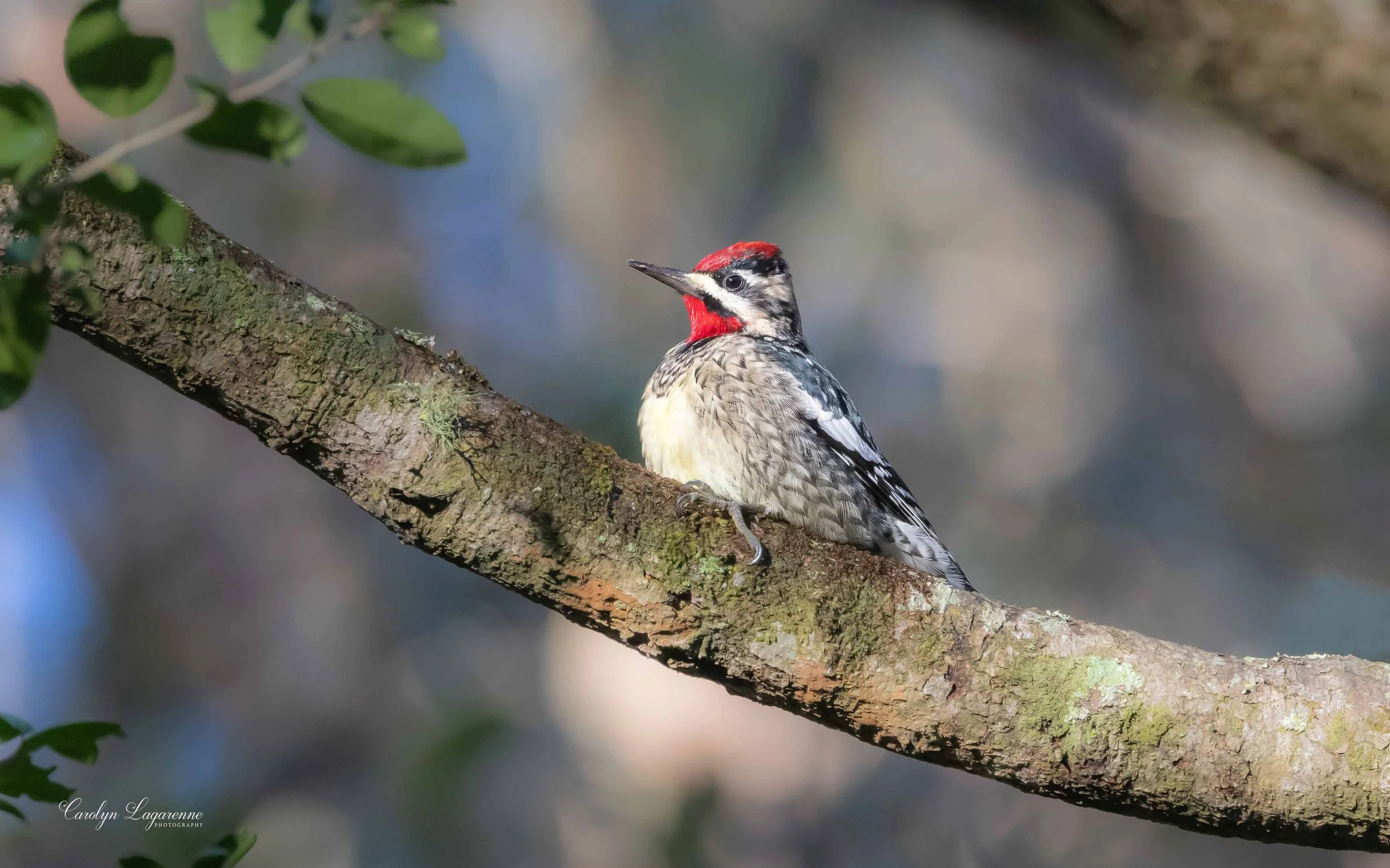 Yellow-bellied Sapsucker