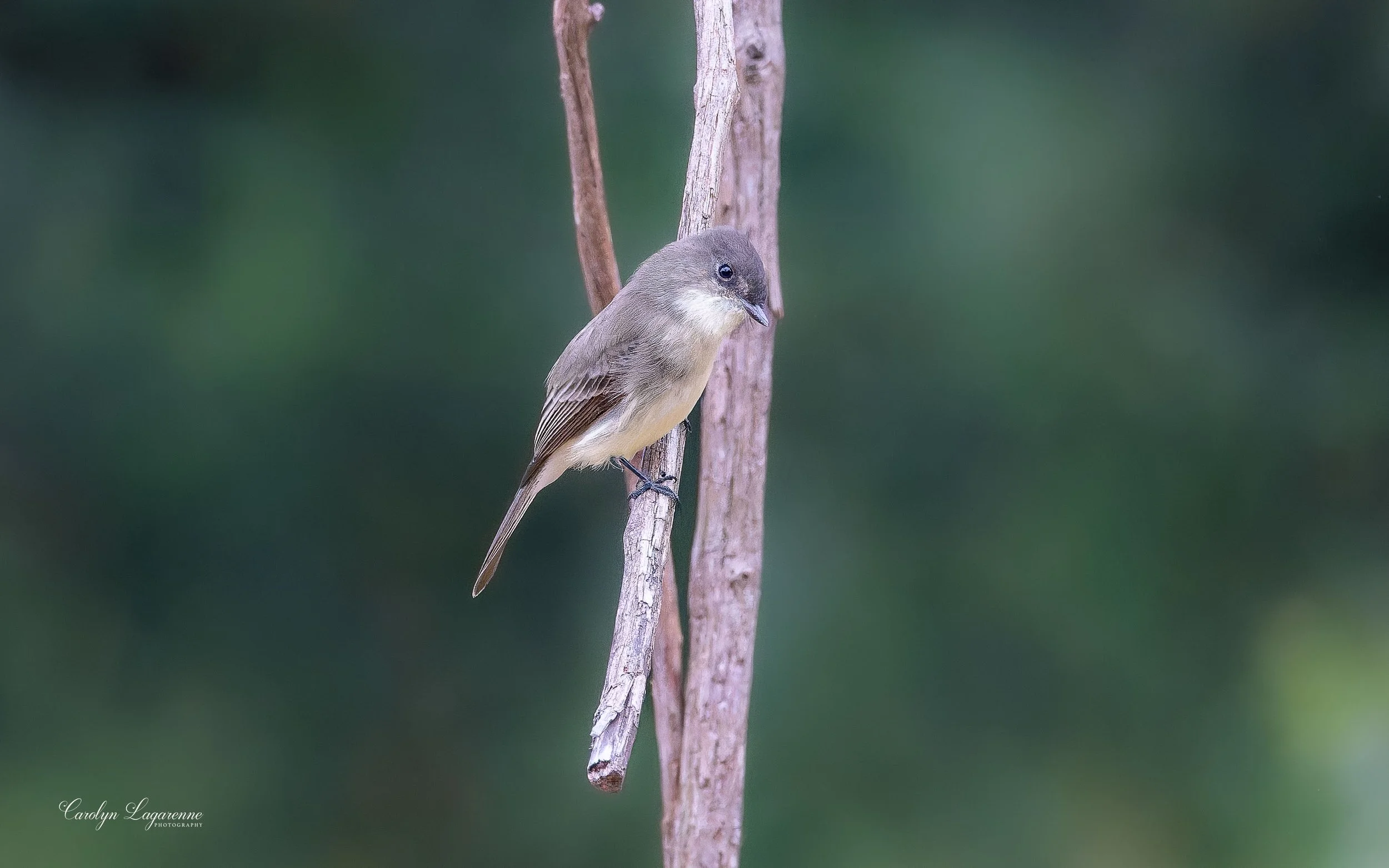 Eastern Phoebe