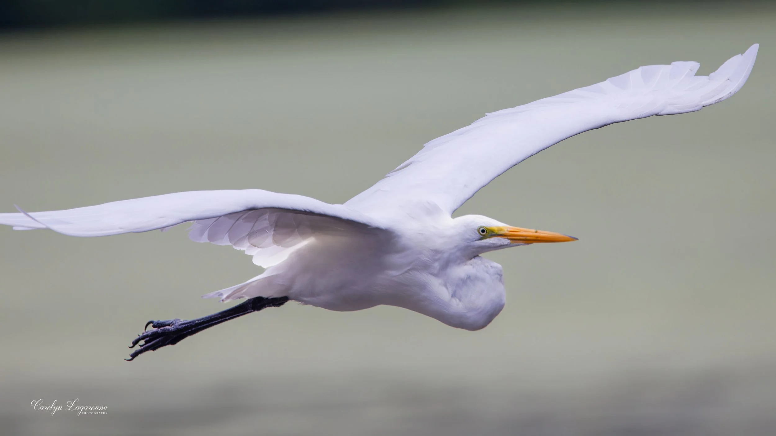 Great Egret