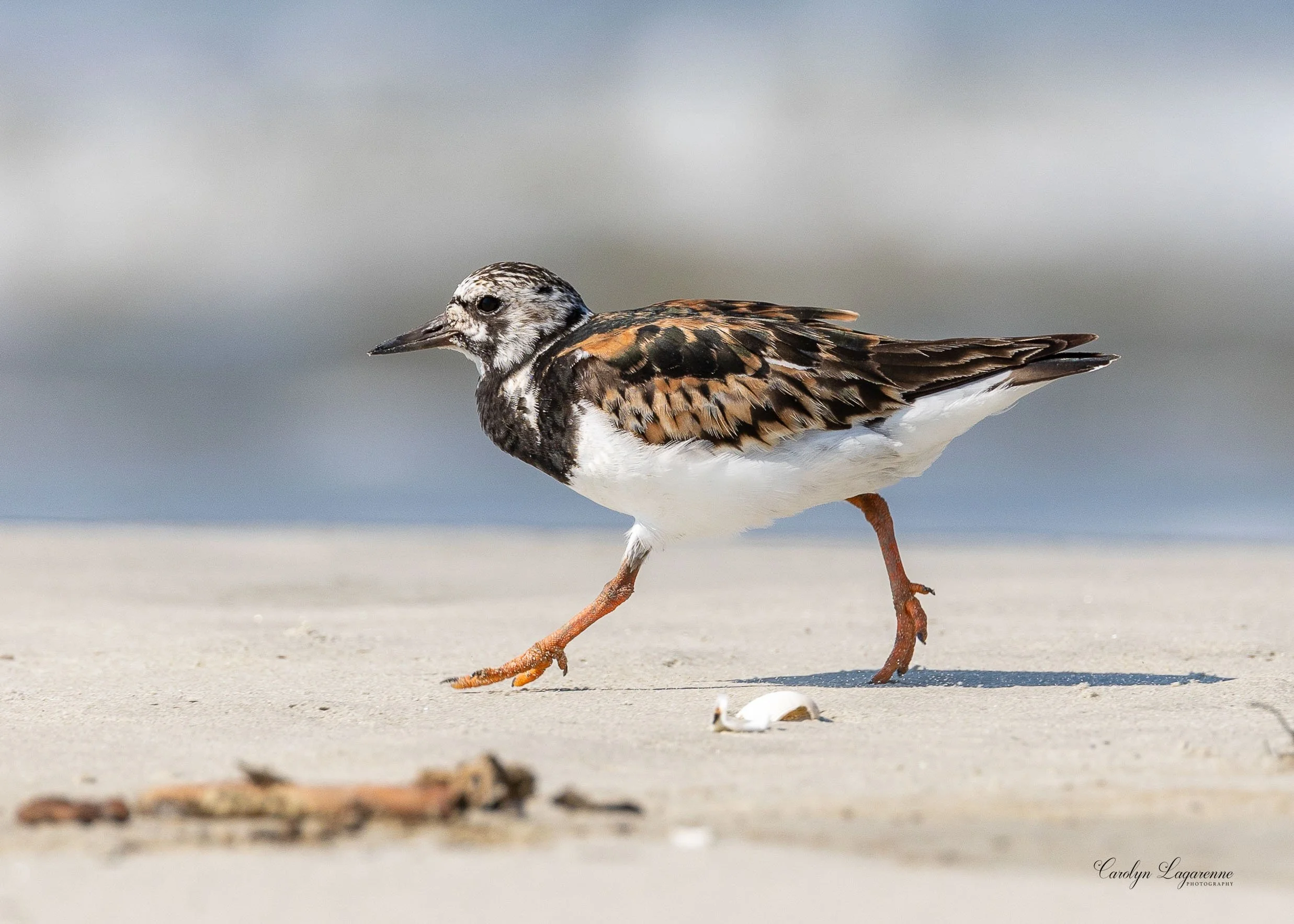 Ruddy Turnstone