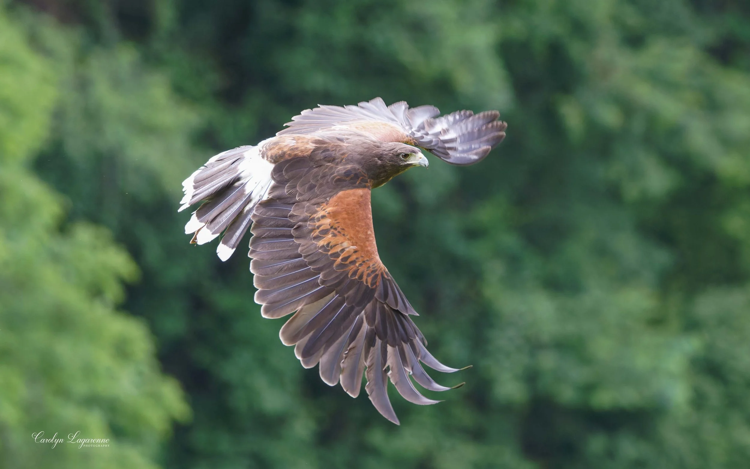 Harris's Hawk