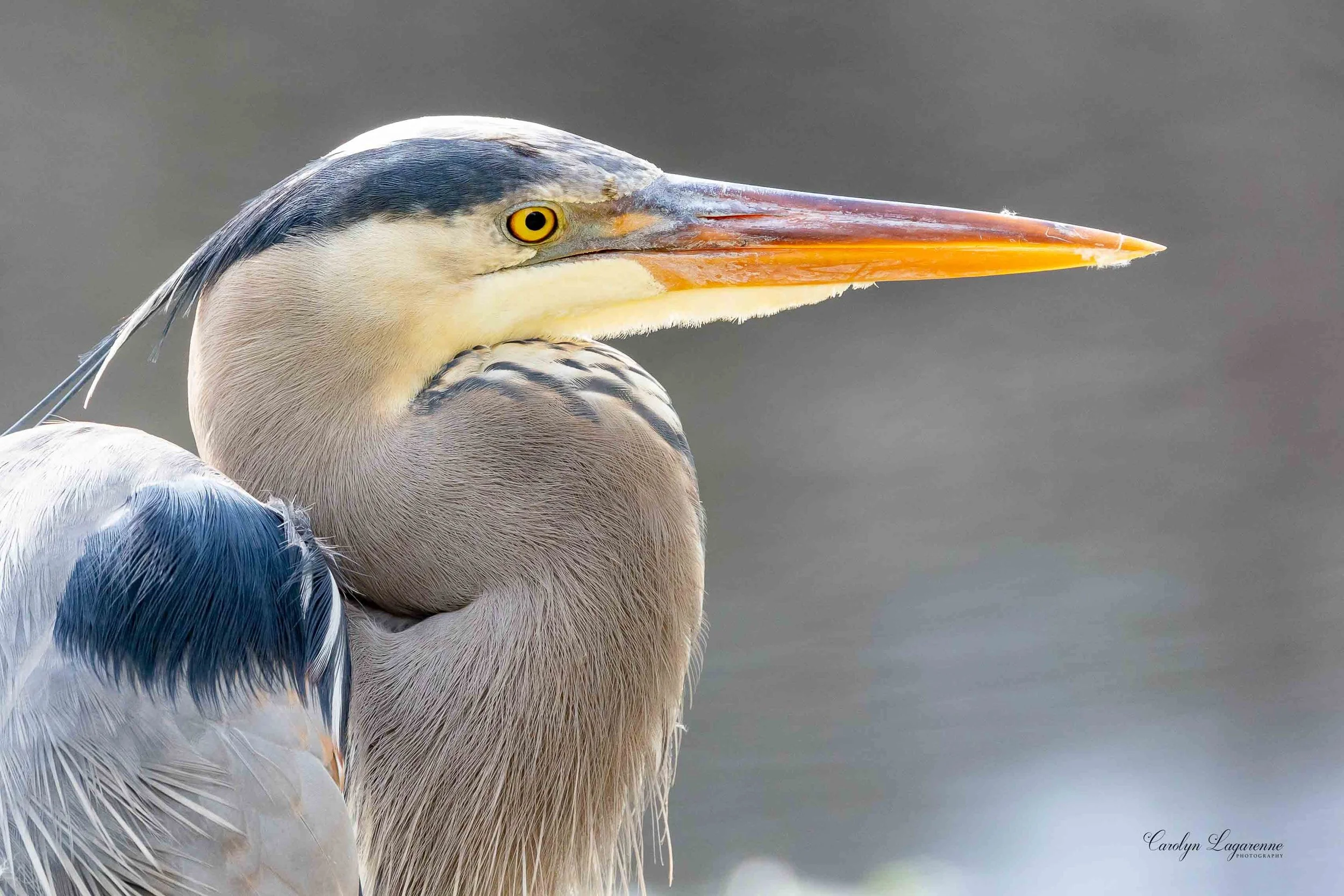 Great Blue Heron