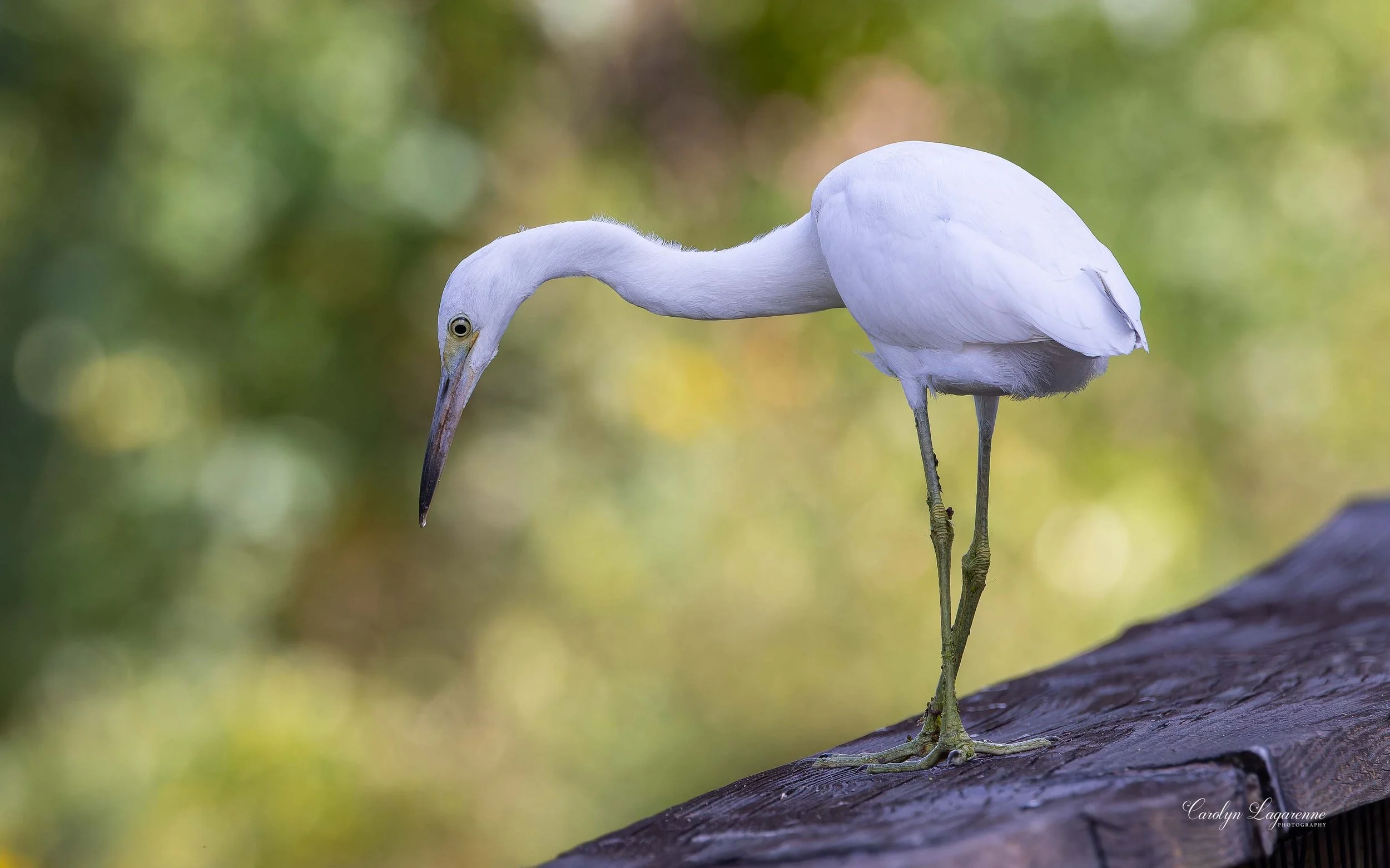 Little Blue Heron