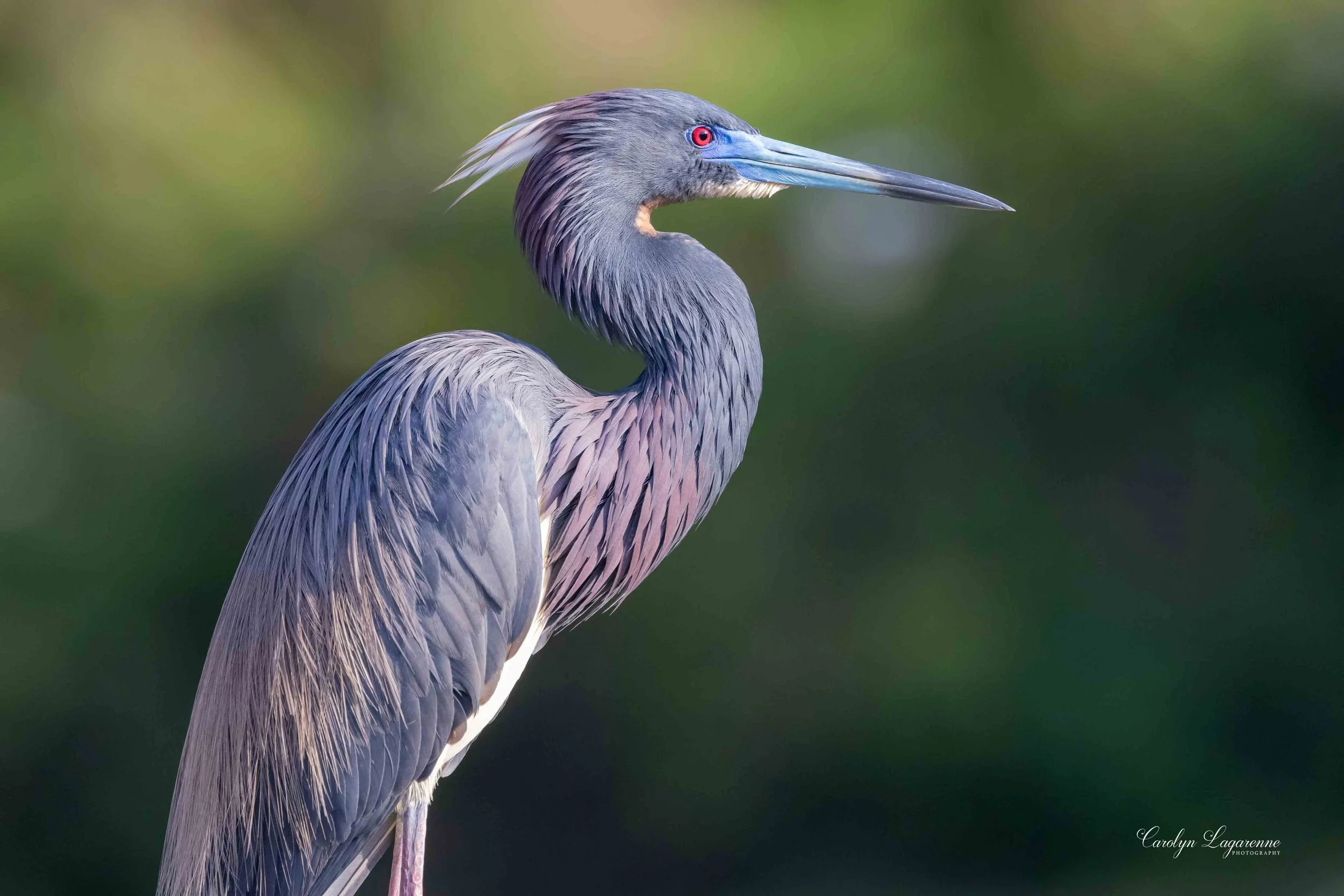 "Nesting," Tricolored Heron