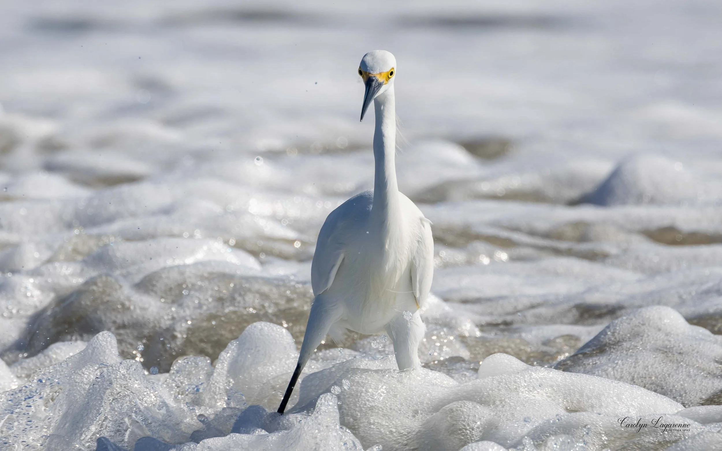 Snowy Egret