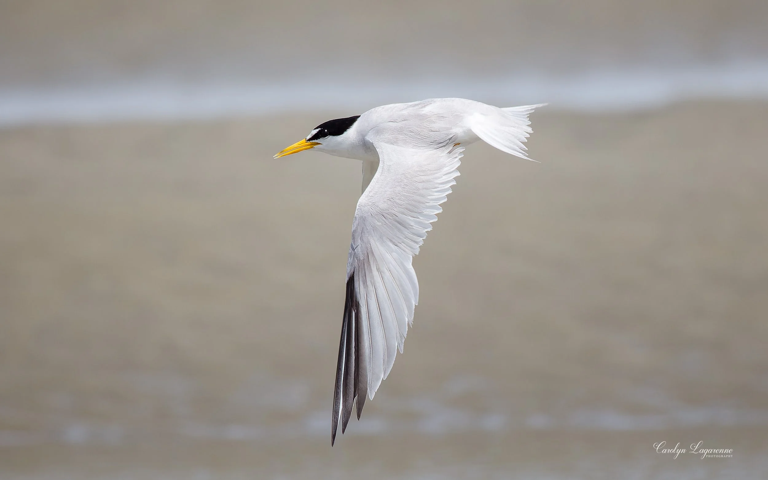 Least Tern