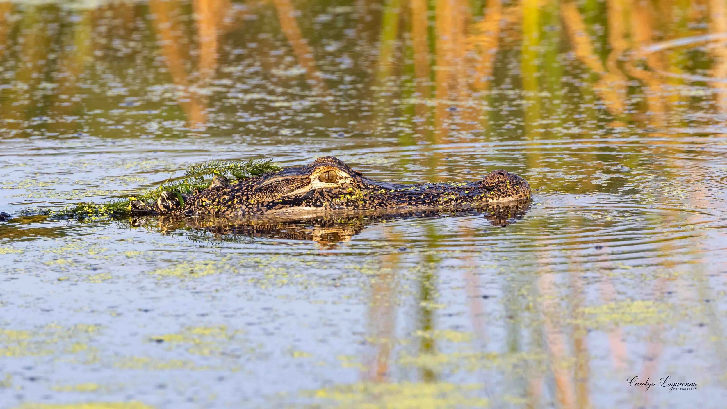 Alligator