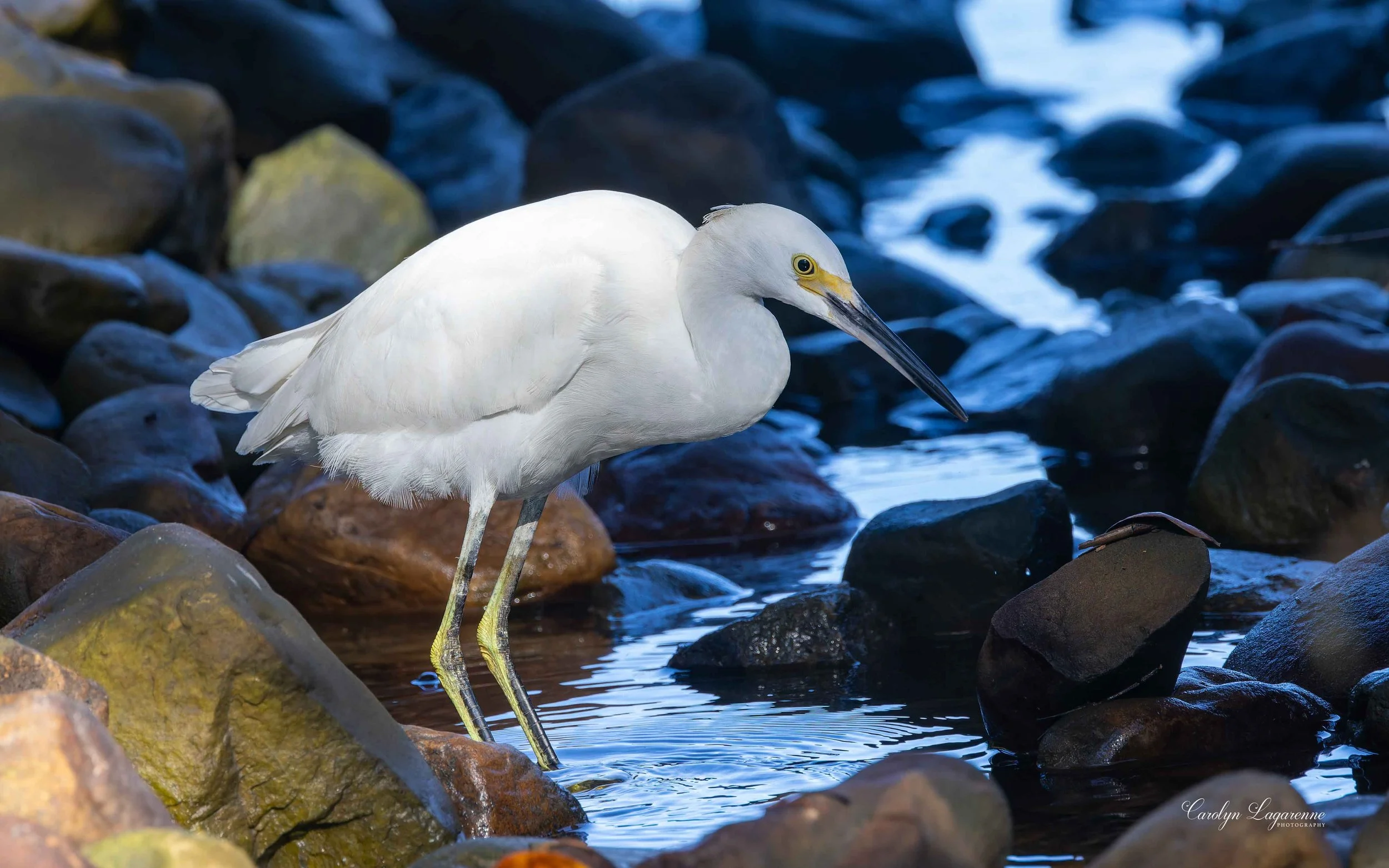 Snowy Egret