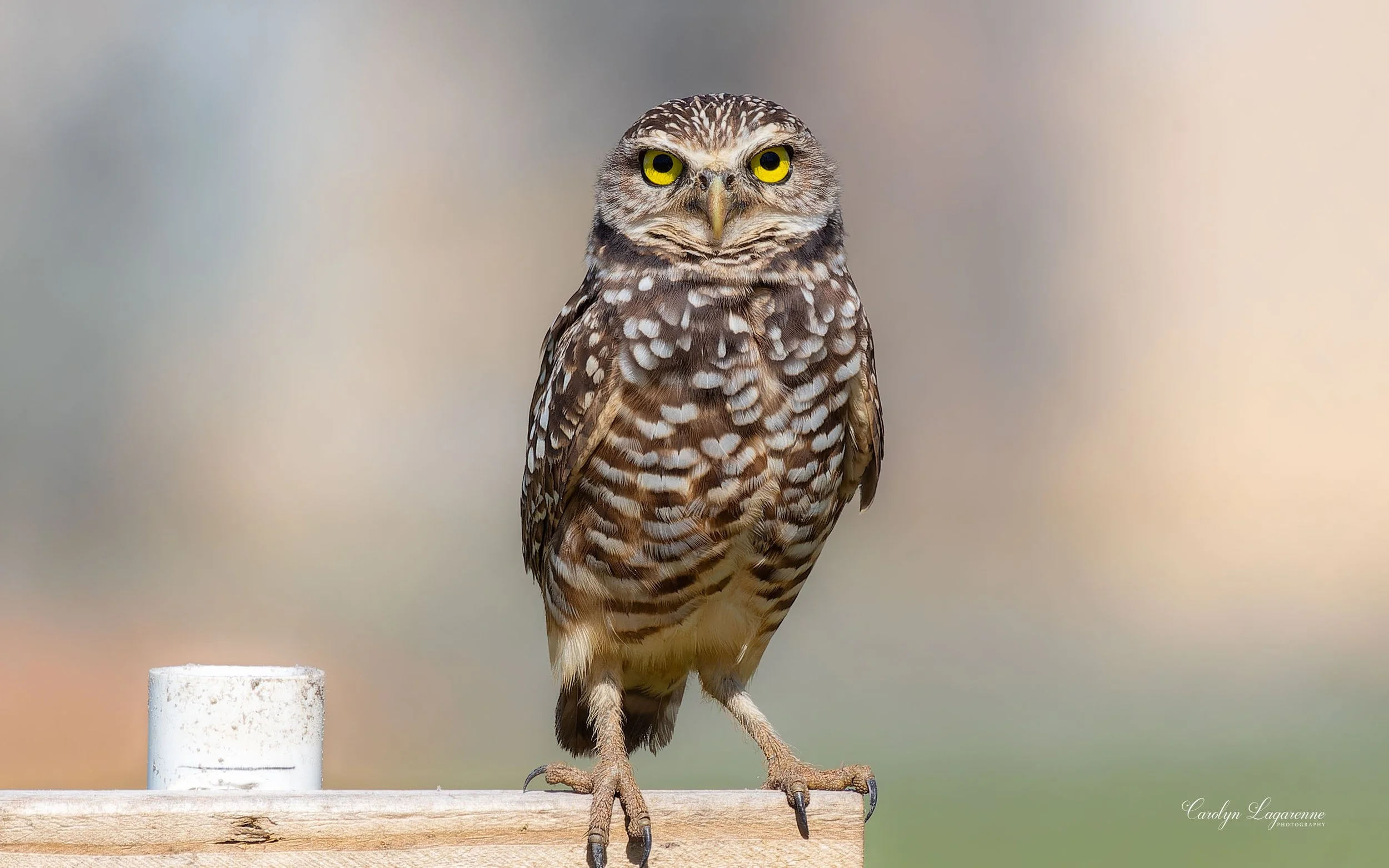 Burrowing Owl