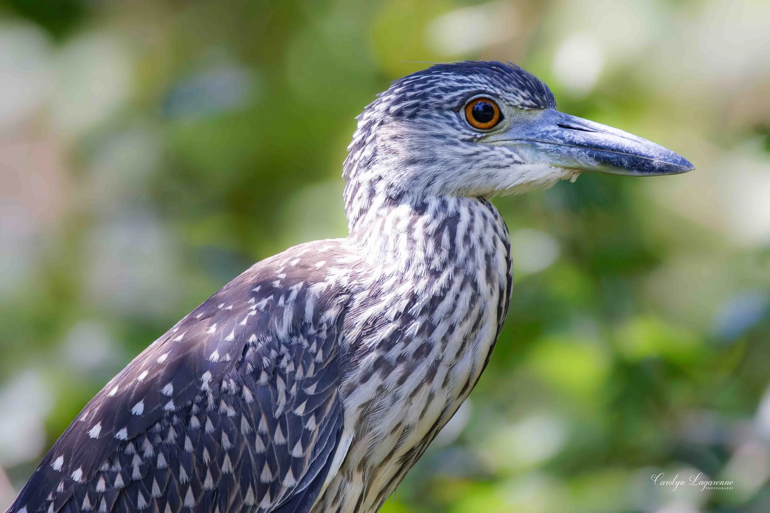 Yellow-crowned Night-Heron (Juvenile)