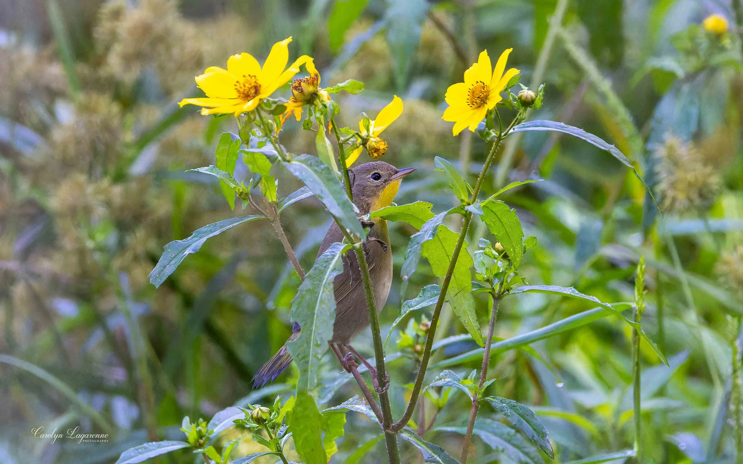 Common Yellowthroat (female)