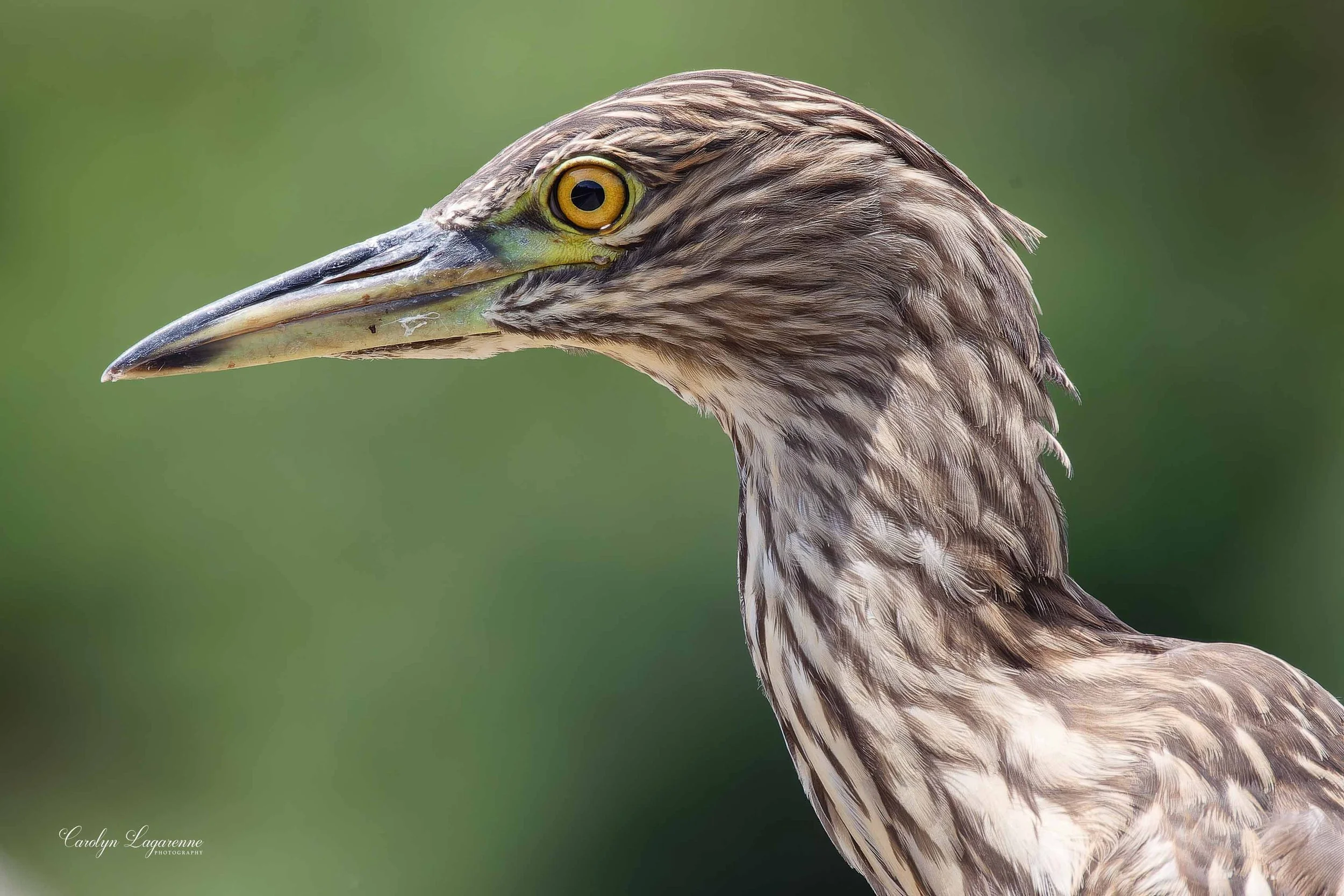 Yellow-crowned Night-Heron (Juvenile)