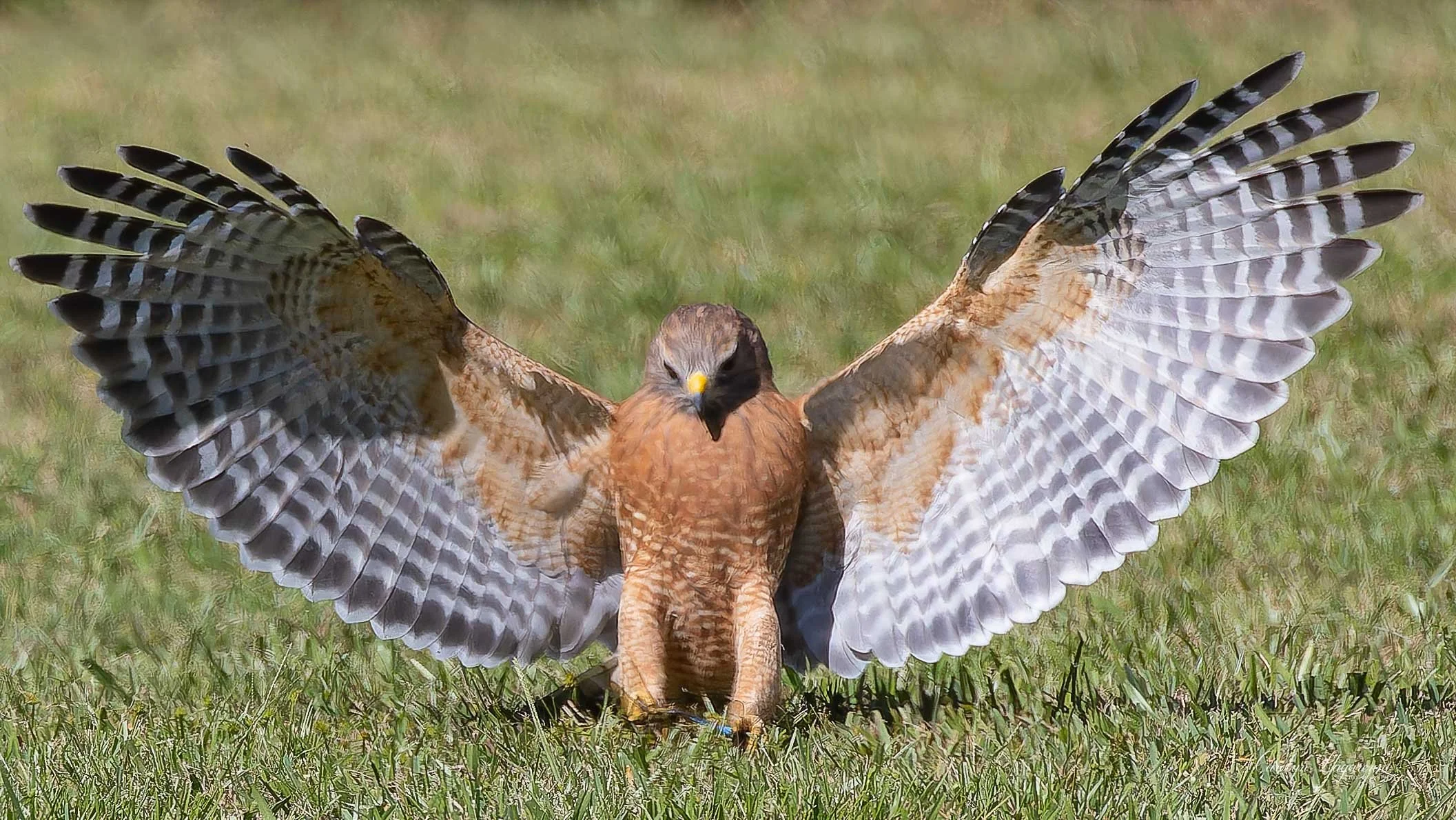 Red-shouldered Hawk