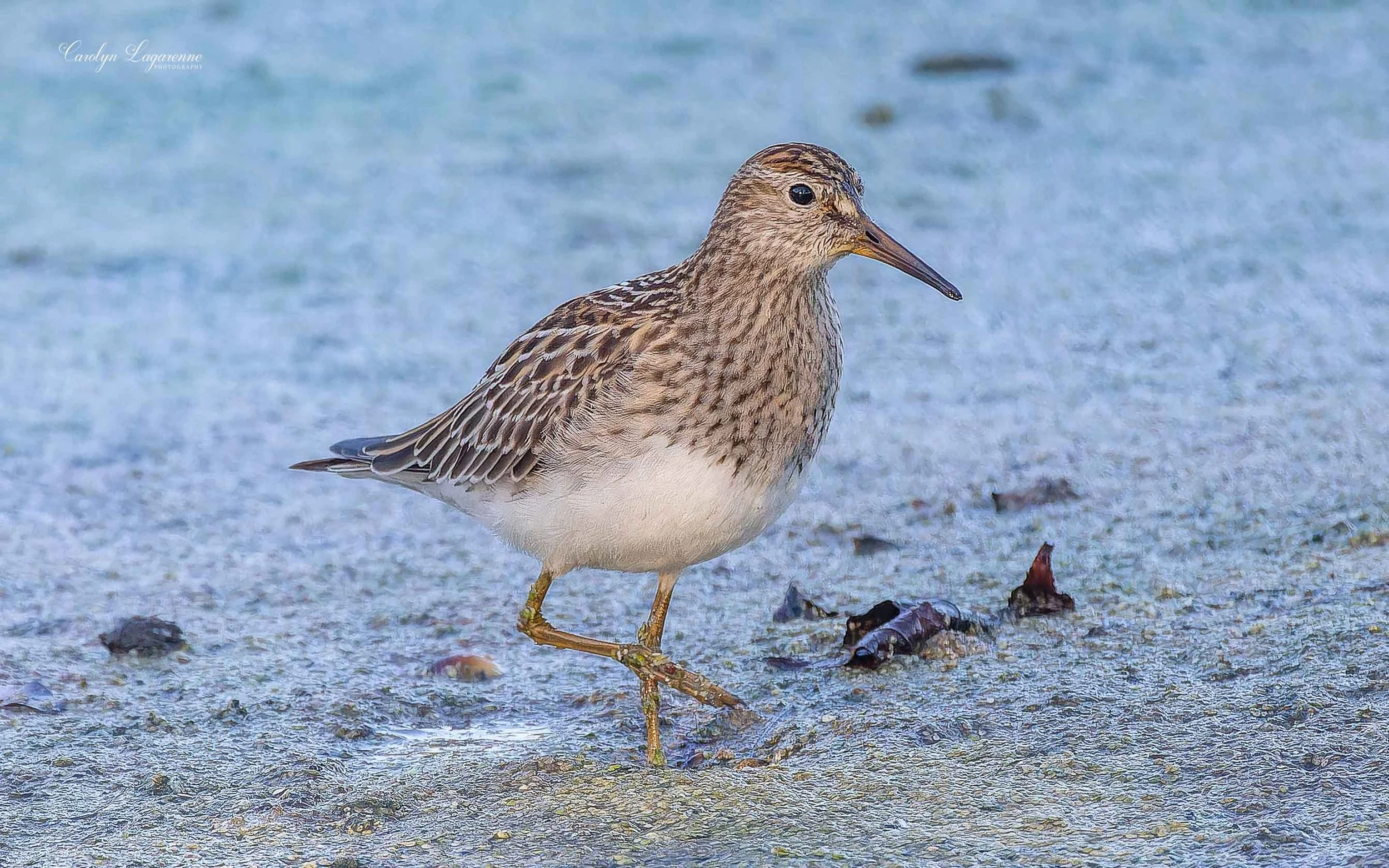 Pectoral Sandpiper