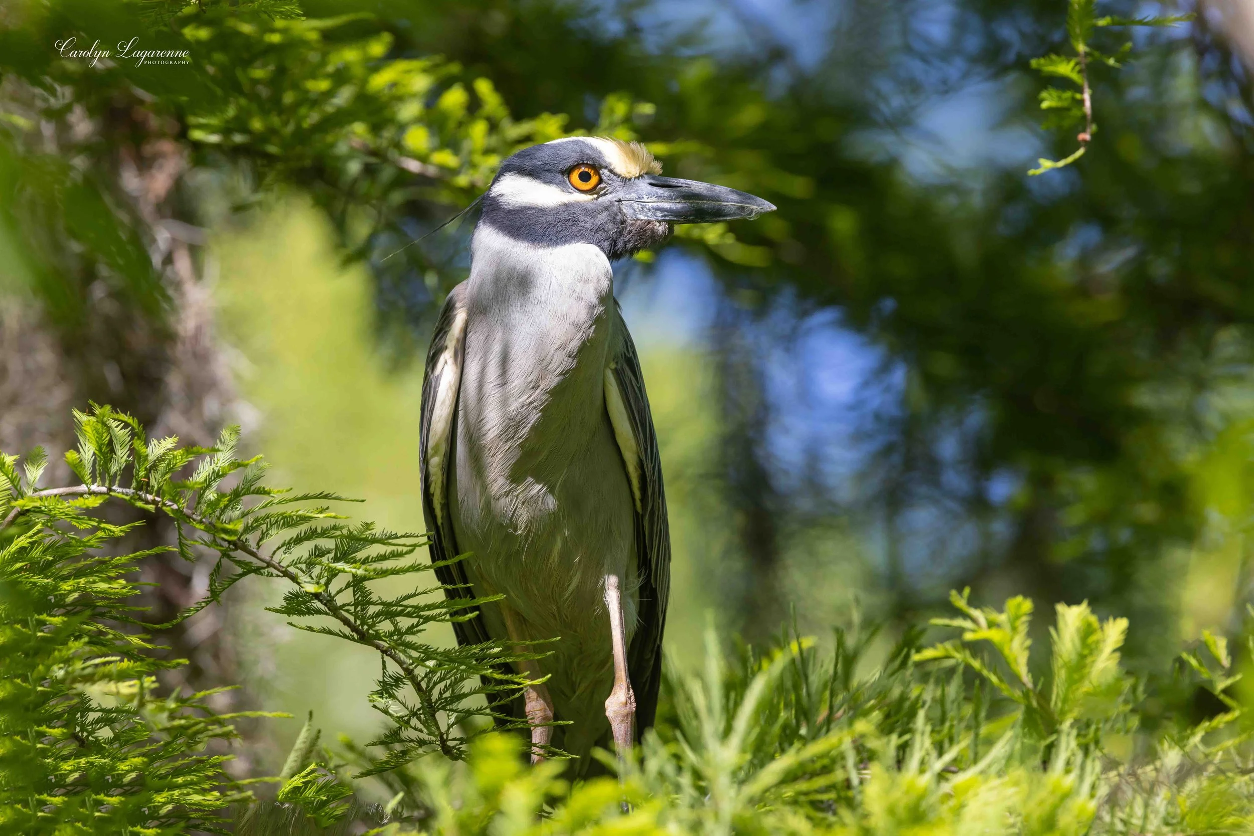 Yellow-crowned Night-Heron