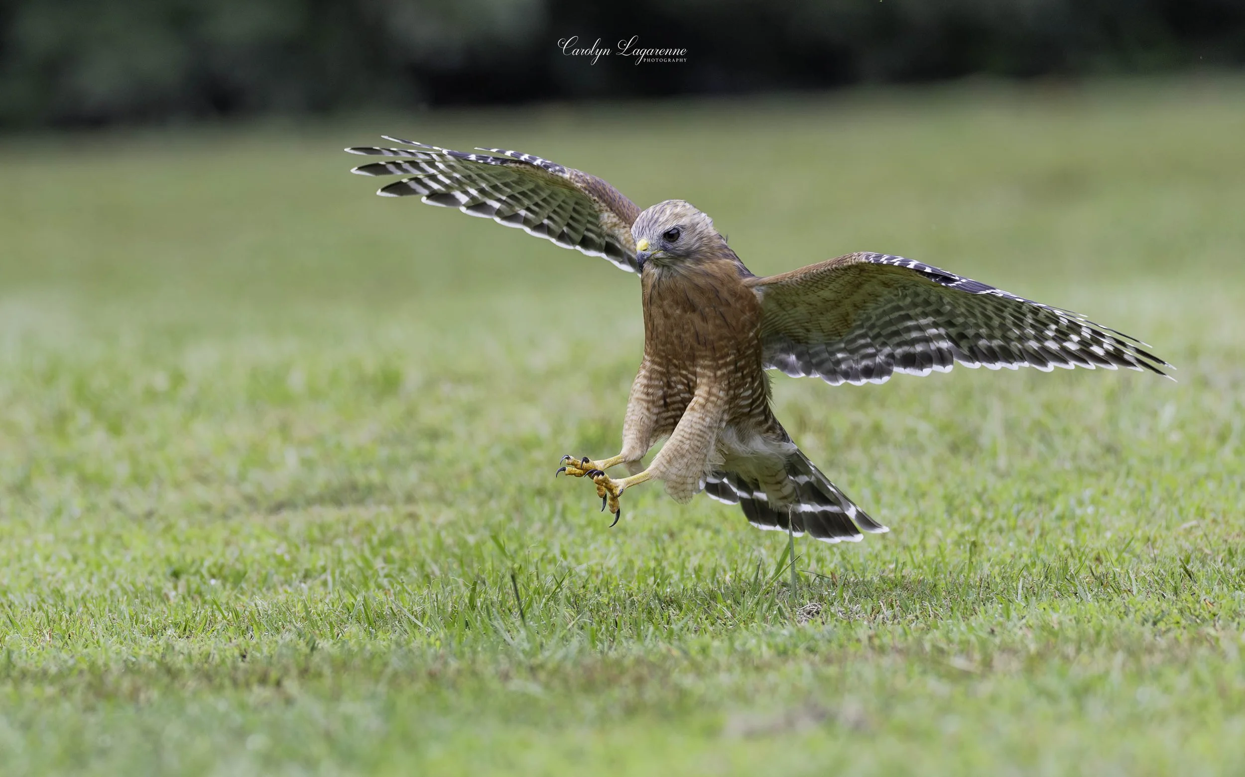 HG1A7890-Enhanced-NR.jpg