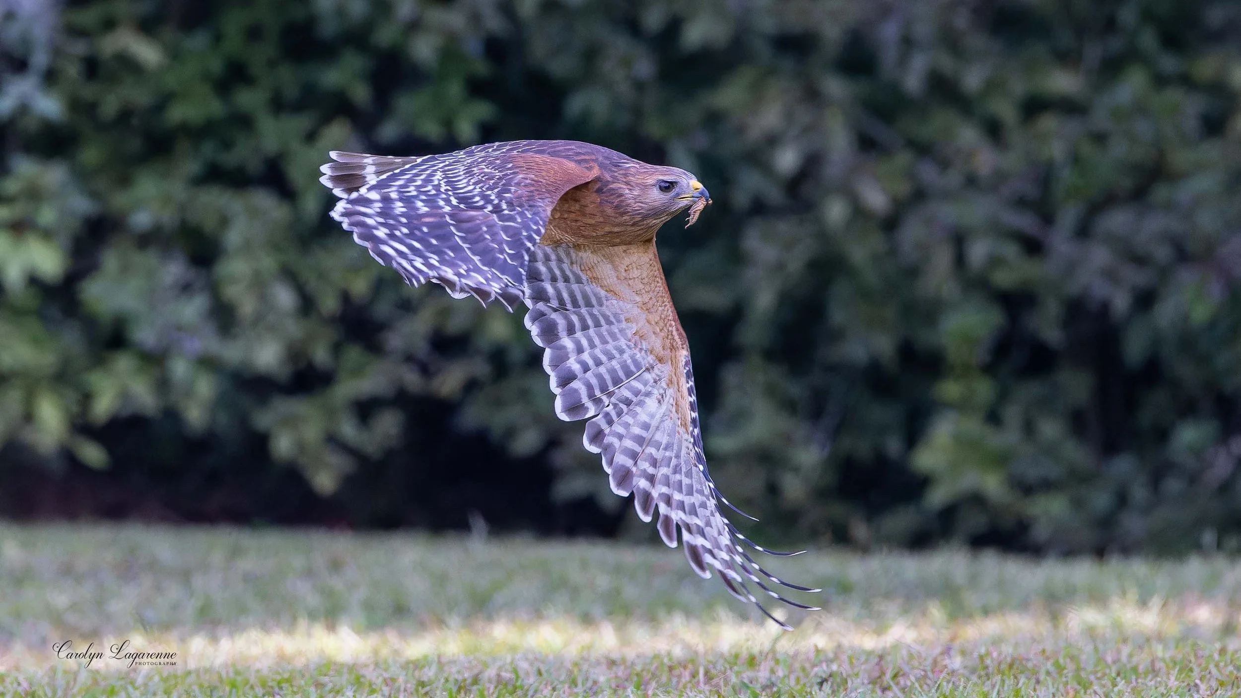 Red-shouldered Hawk