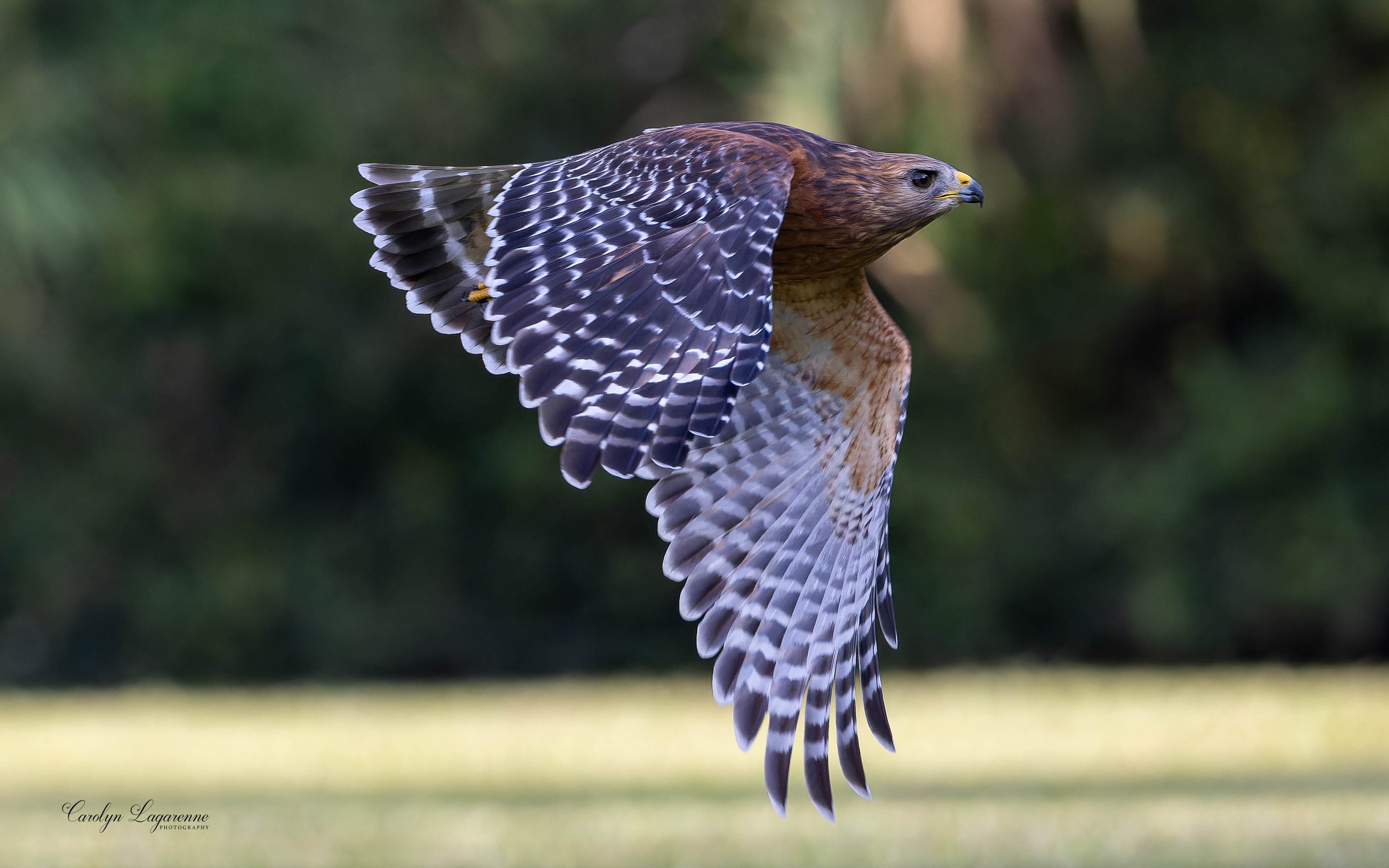 Red-shouldered Hawk