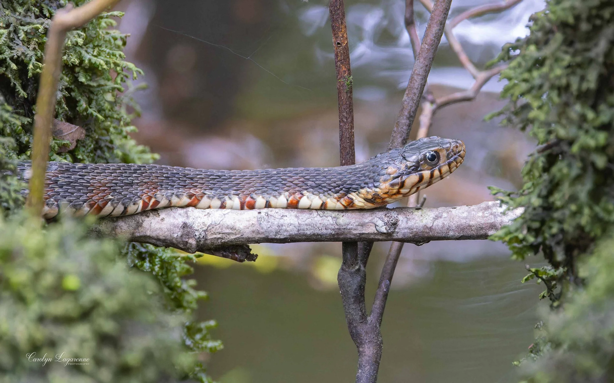 Plain-bellied Watersnake