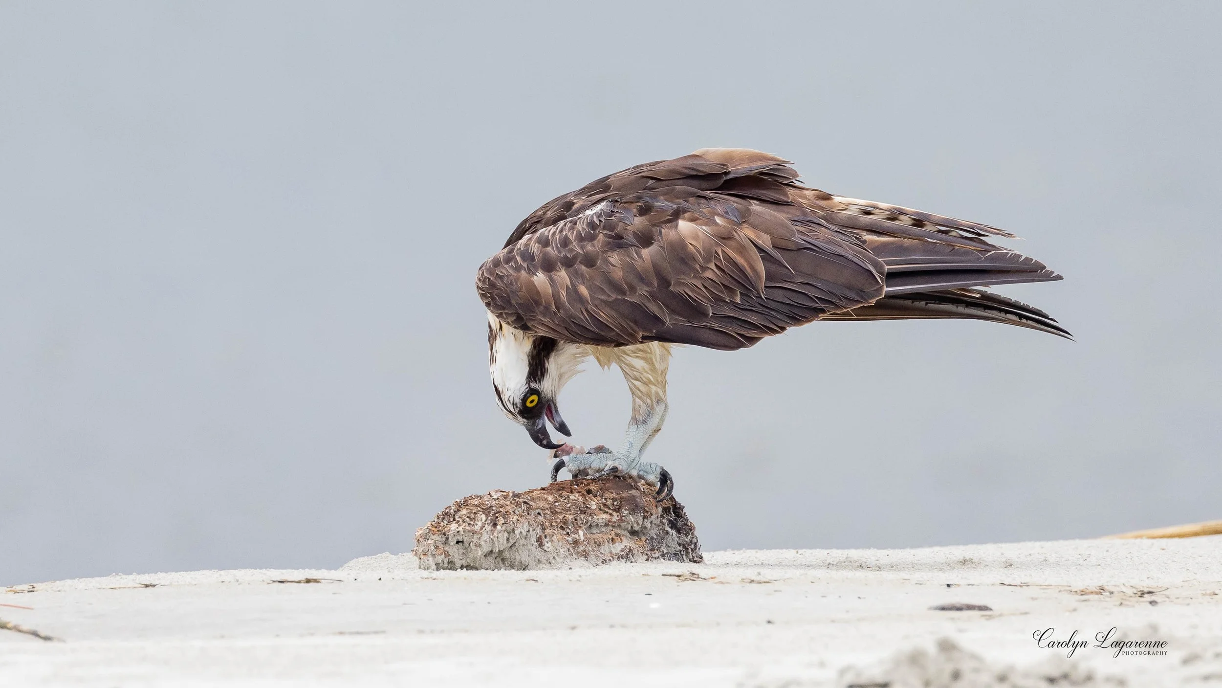 Osprey