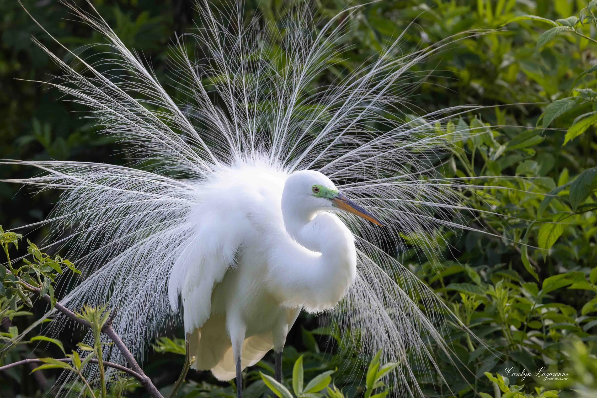 "Nesting," Great Egret