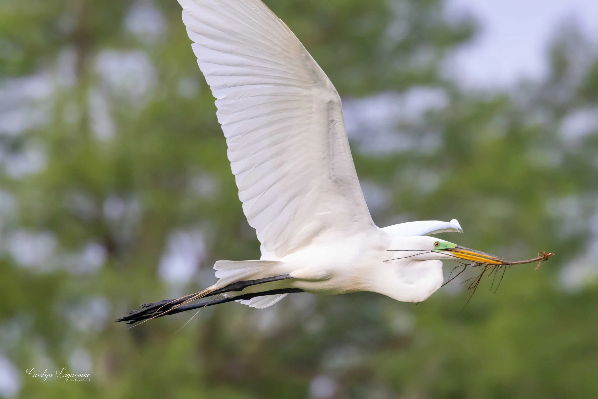 "Nesting," Great Egret