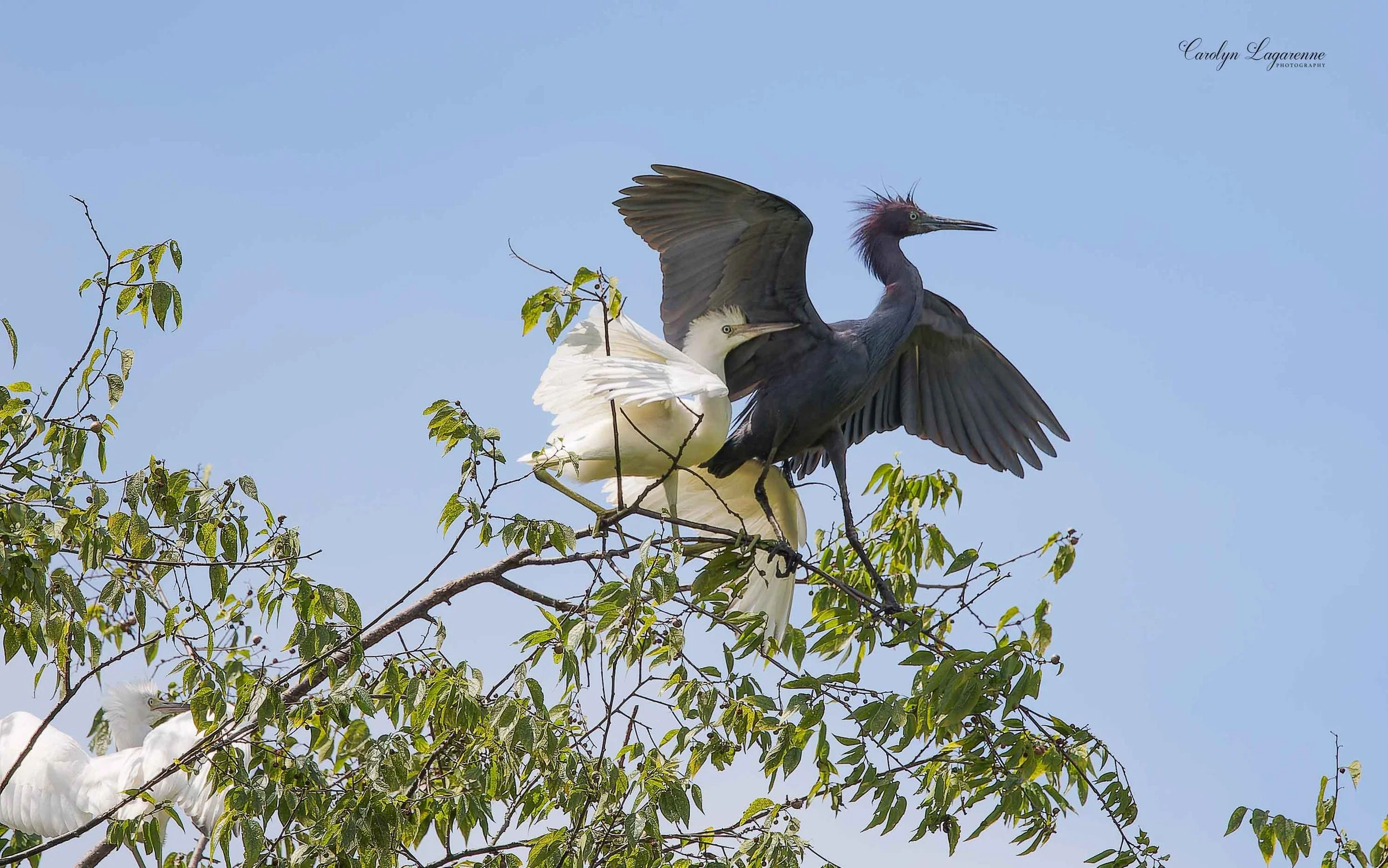 Little Blue Herons
