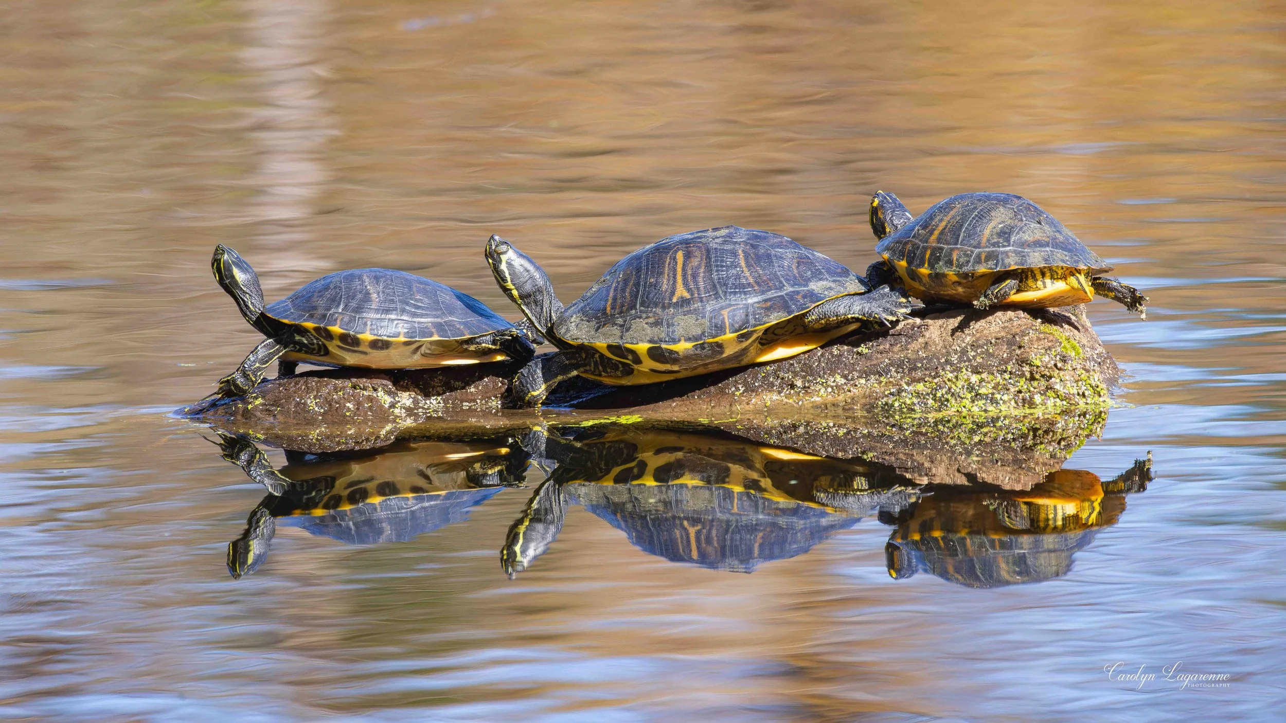 Yellow-bellied Sliders