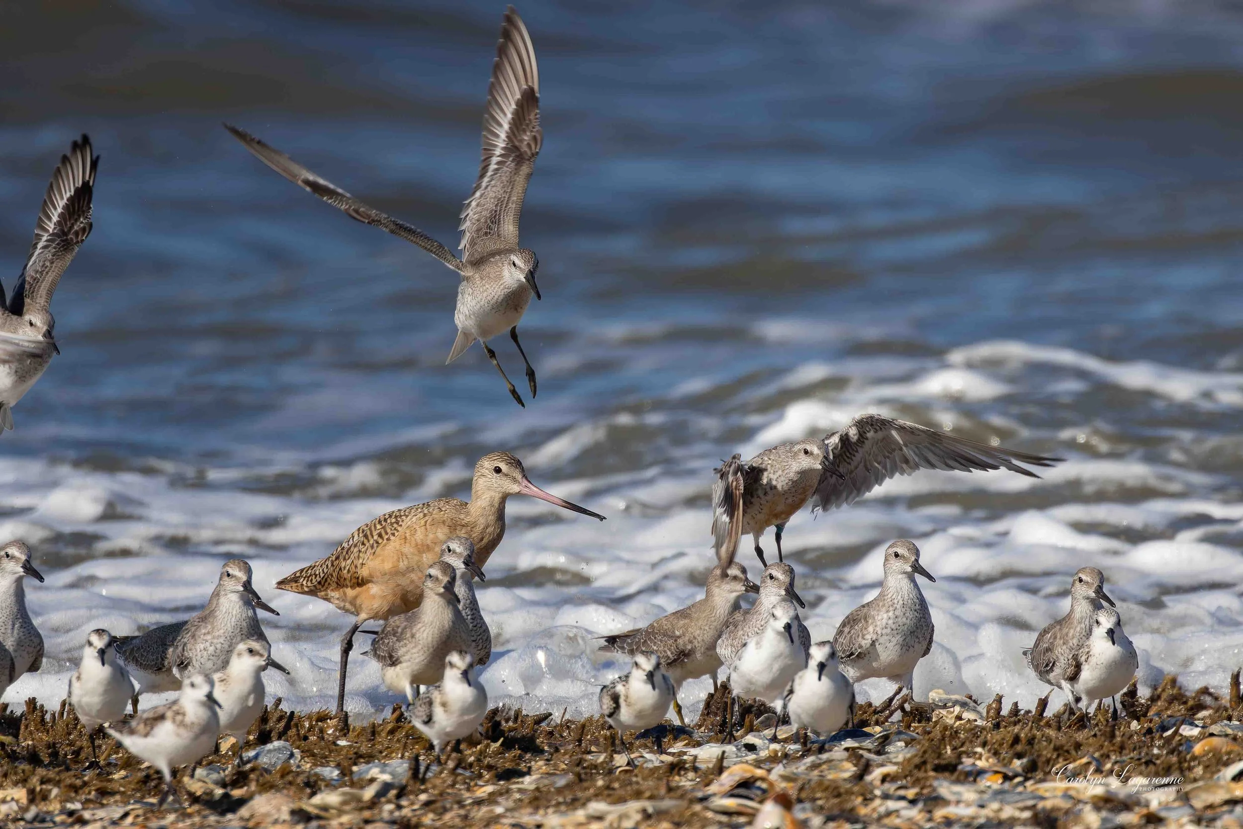 Marbled Godwit & Red Knots