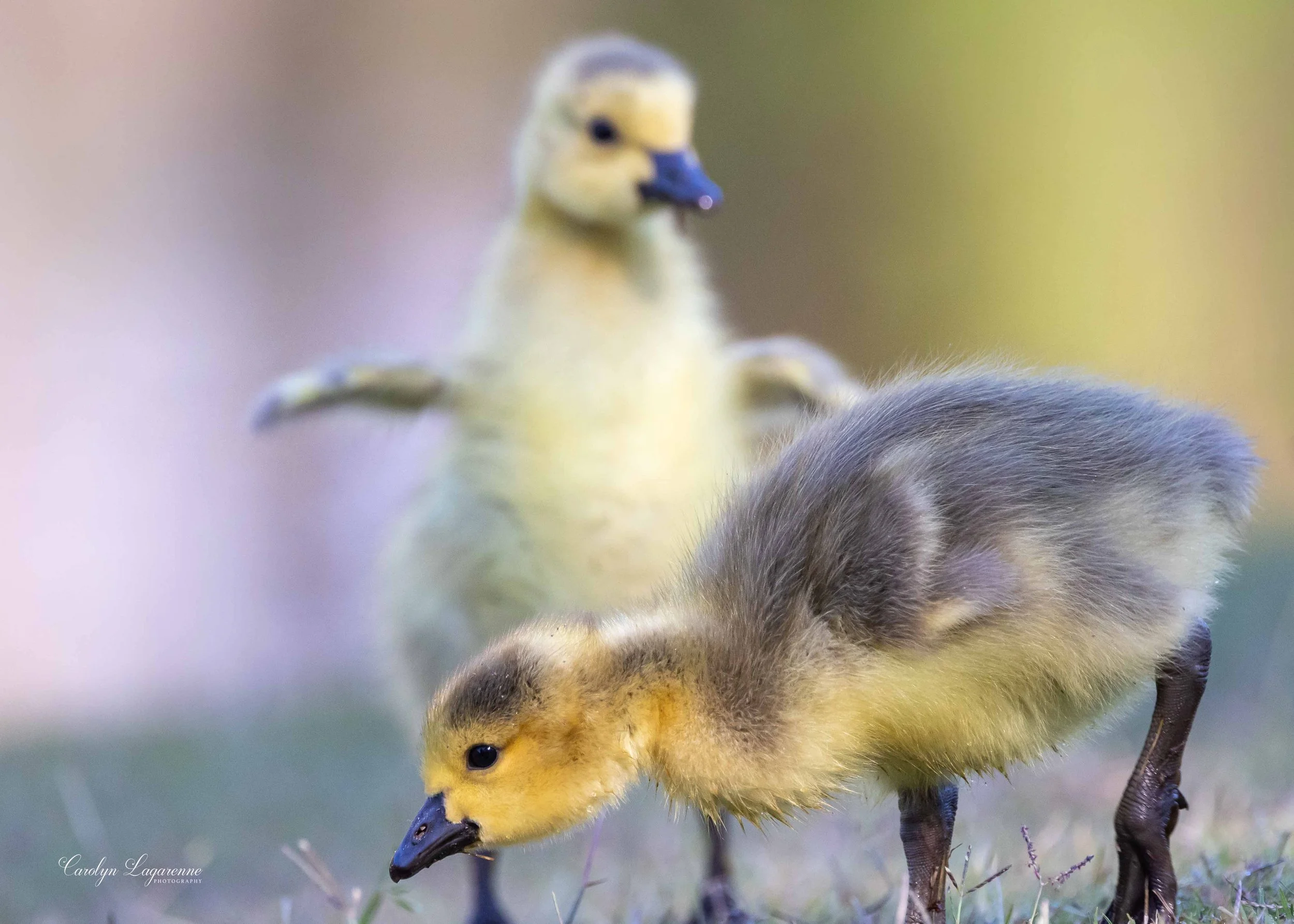 Canada Gosling Siblings