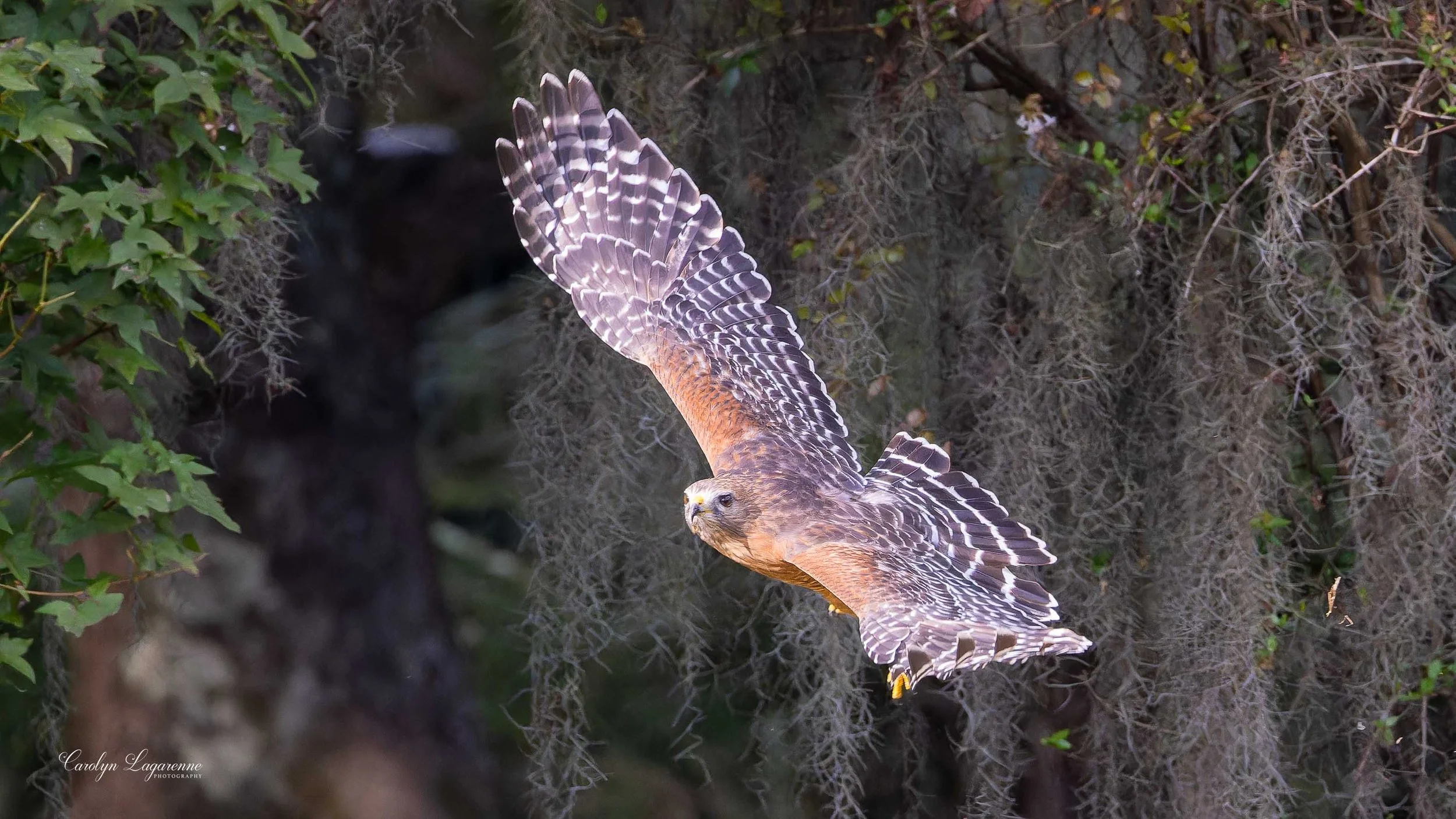 Red-shouldered Hawk