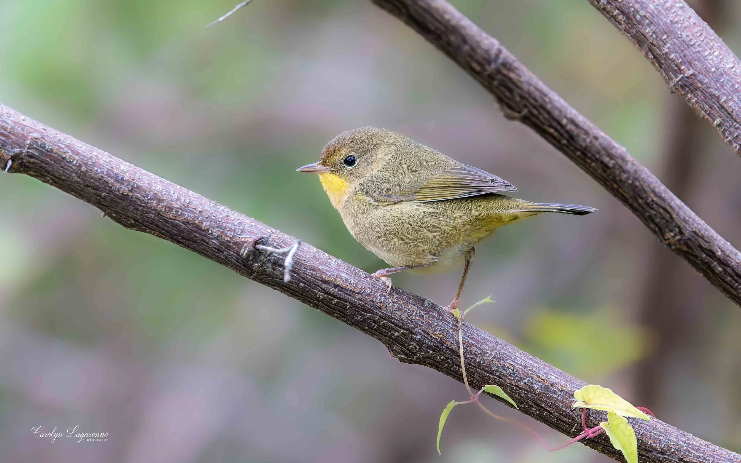 Common Yellowthroat (Female)