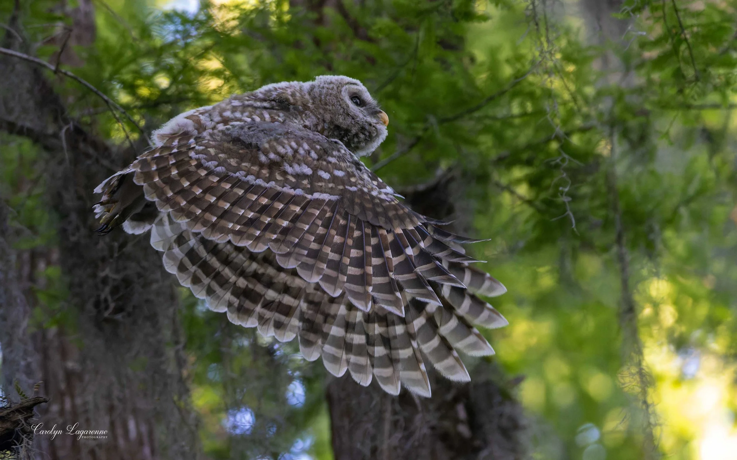 Barred Owl