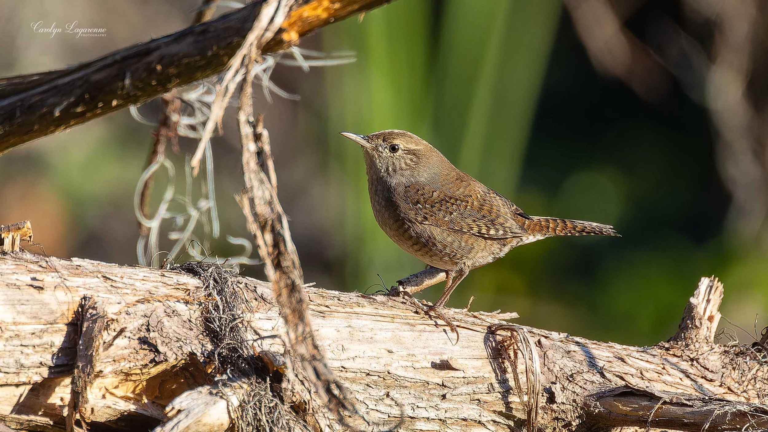 House Wren
