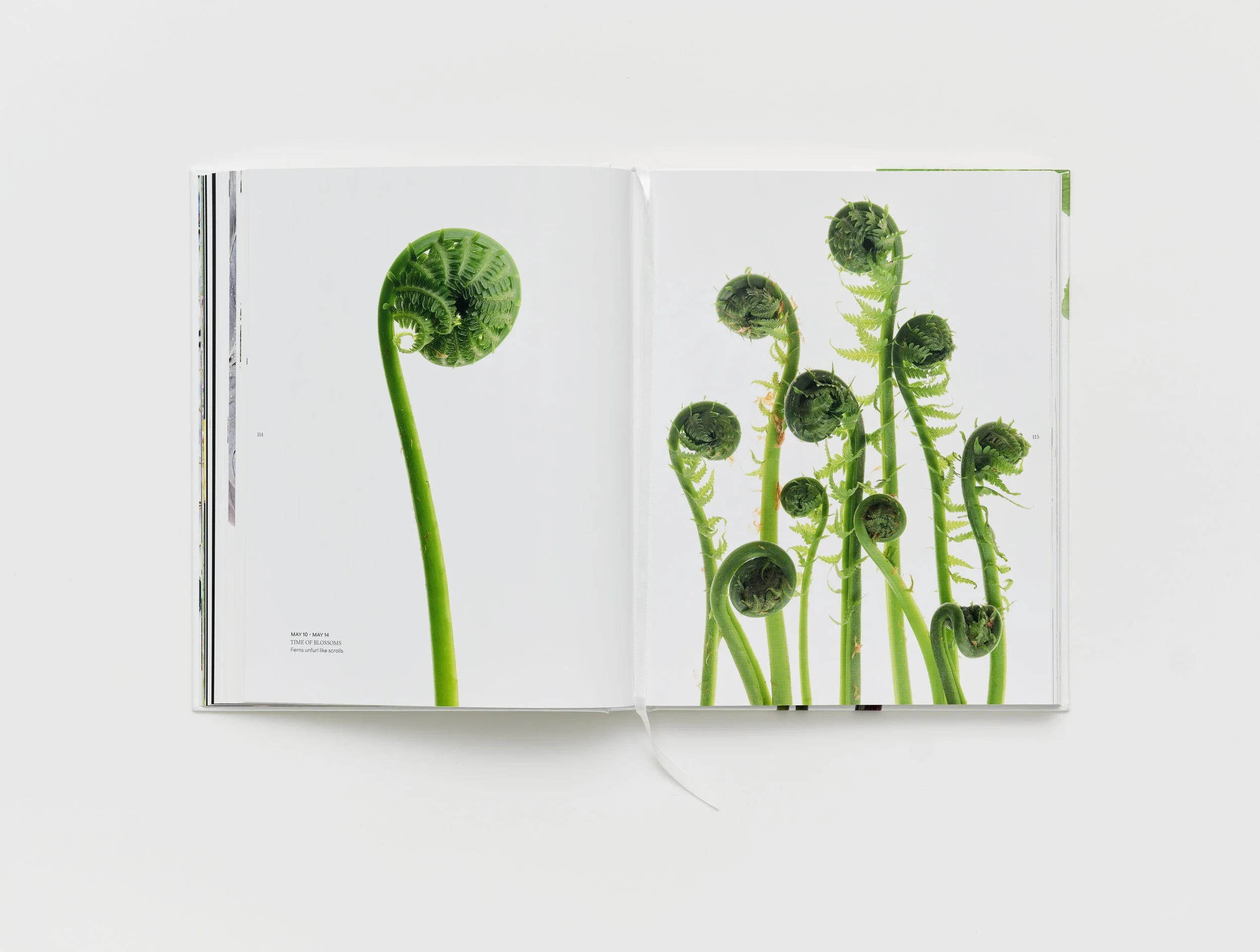 Still_designStillRoom_photoBricaWilcox_spreads25.jpg