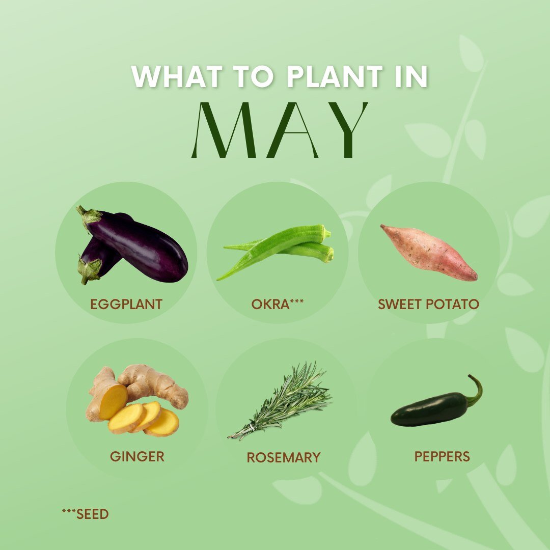 What to plant in May! 🌿🍆🍠🌶🌱 Let us know what you are planting this month!
.
.
.
.
.
#organic #organics #education #natural #growit #educate #naturalliving #lifestyle #garden #gardening #organiclifestyle #healthy #healthyliving #grow #health #OHB