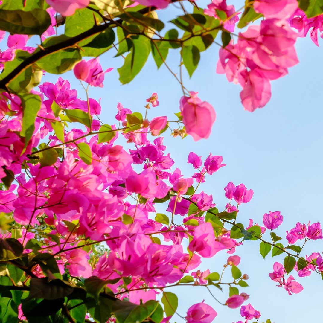 Now is a great time to plant beautiful, heat-tolerant Summer blooms perfect for your outdoor space 🌸 
-
-
-
-
-
-
#summerblooms #organicplanting #organicbloom #OHBA #bougainvillea