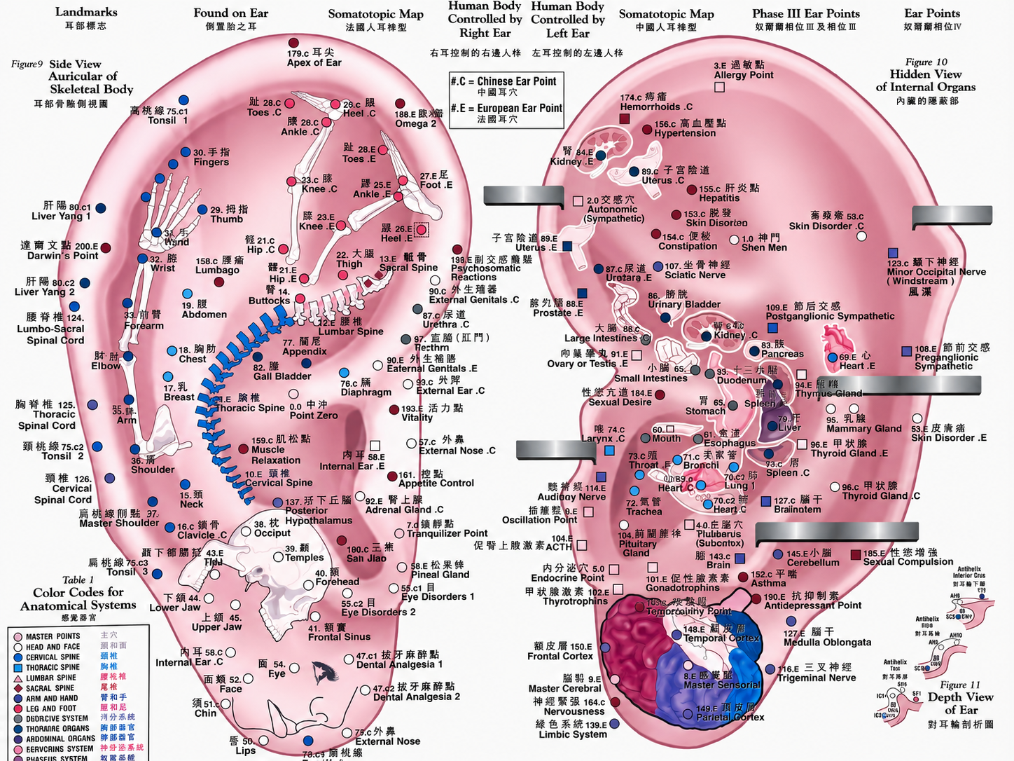A Series on Chinese Medicine and Microsystems in the Body: The Ear