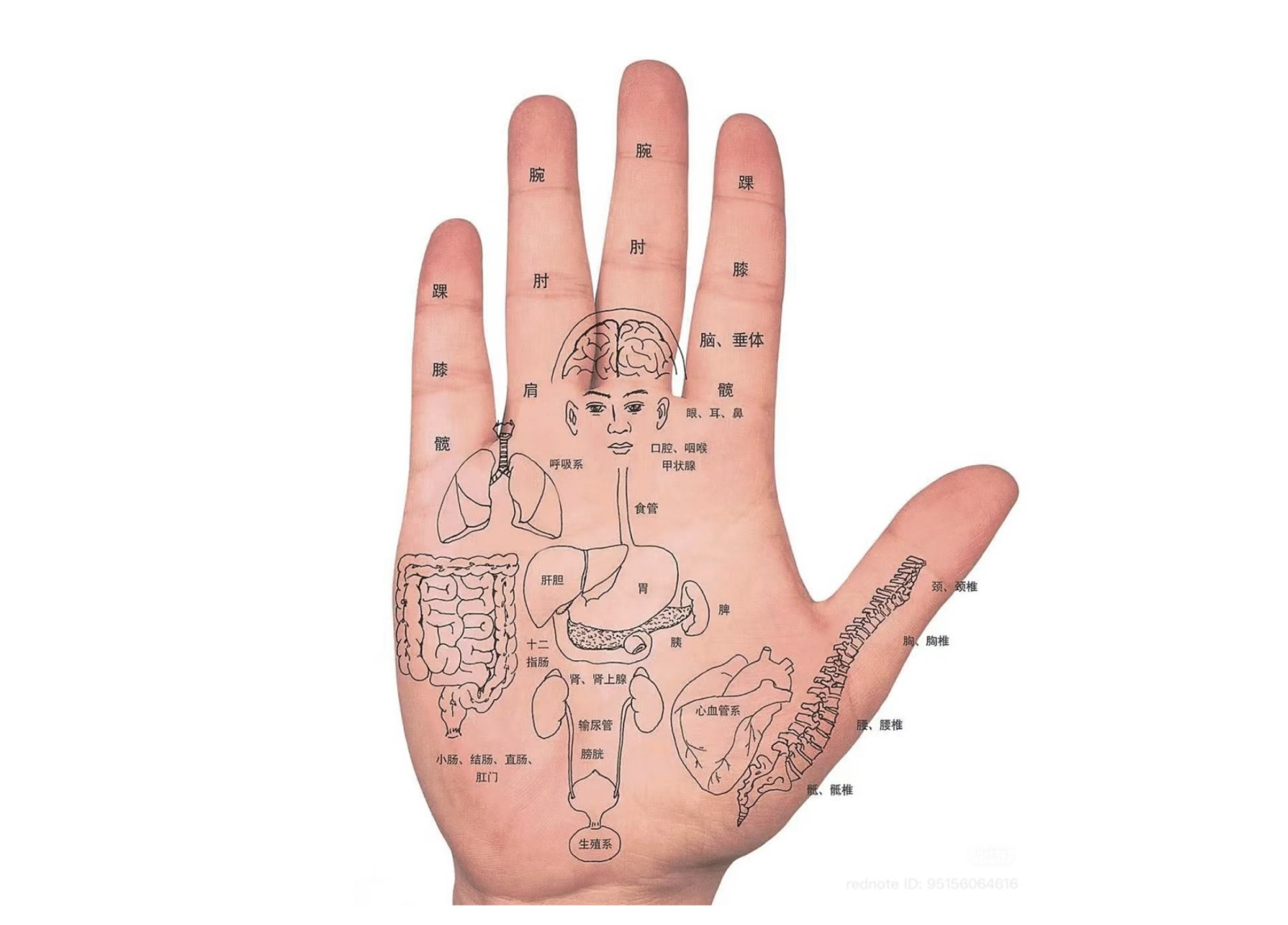 A Series on Chinese Medicine and Microsystems in the Body: The Hand