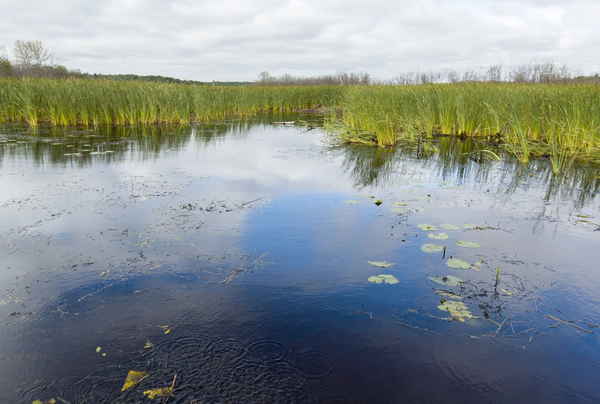 MPR Coverage: “Bill proposes adding Indigenous names and ‘inherent right’ for wild rice”
