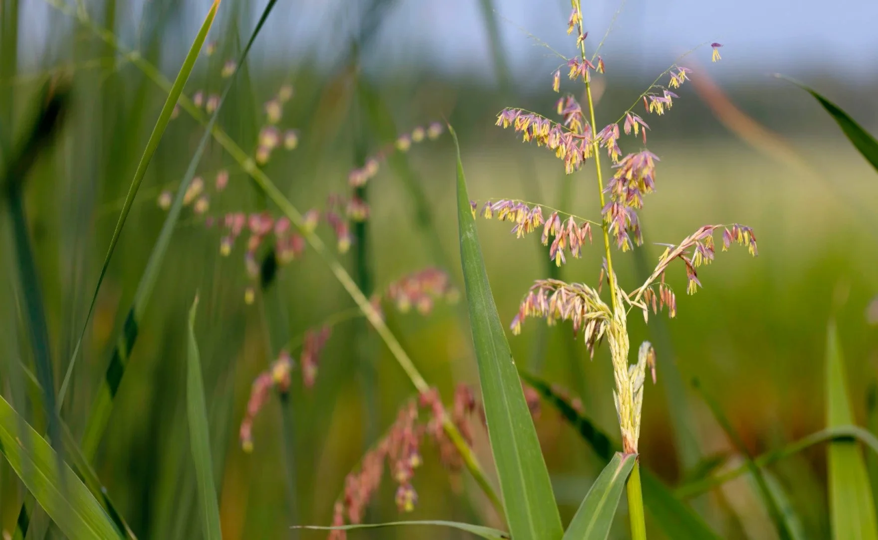 KAXE Coverage: “Bill in MN Senate would give 'inherent rights' to wild rice” 