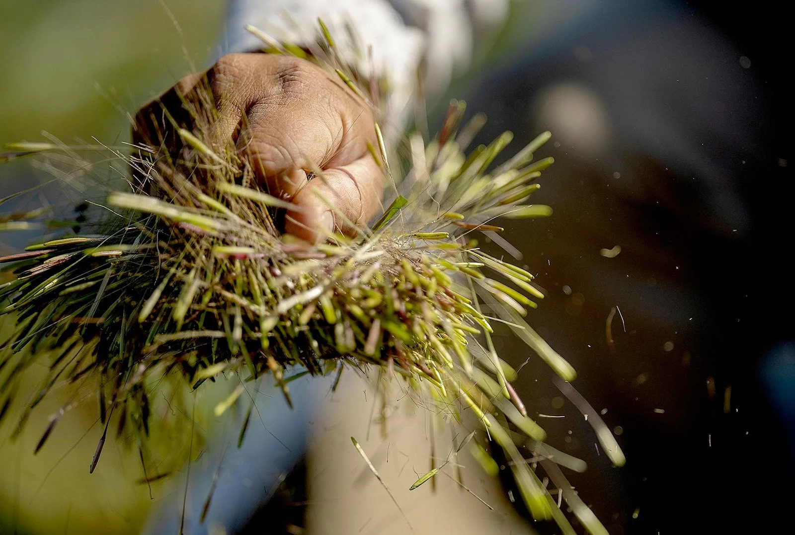 Star Tribune Coverage: “Bill aims to recognize inherent right of wild rice, Minnesota’s state grain in decline”