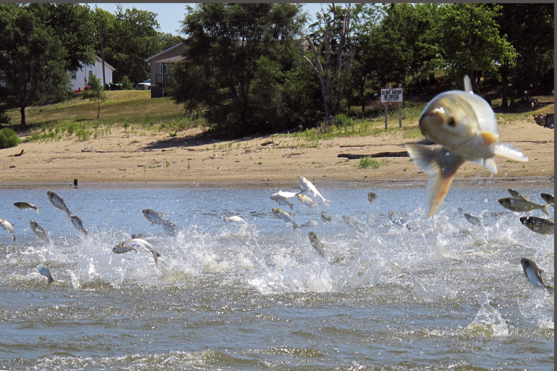 Invasive Species - Asian Carp (unknown source)