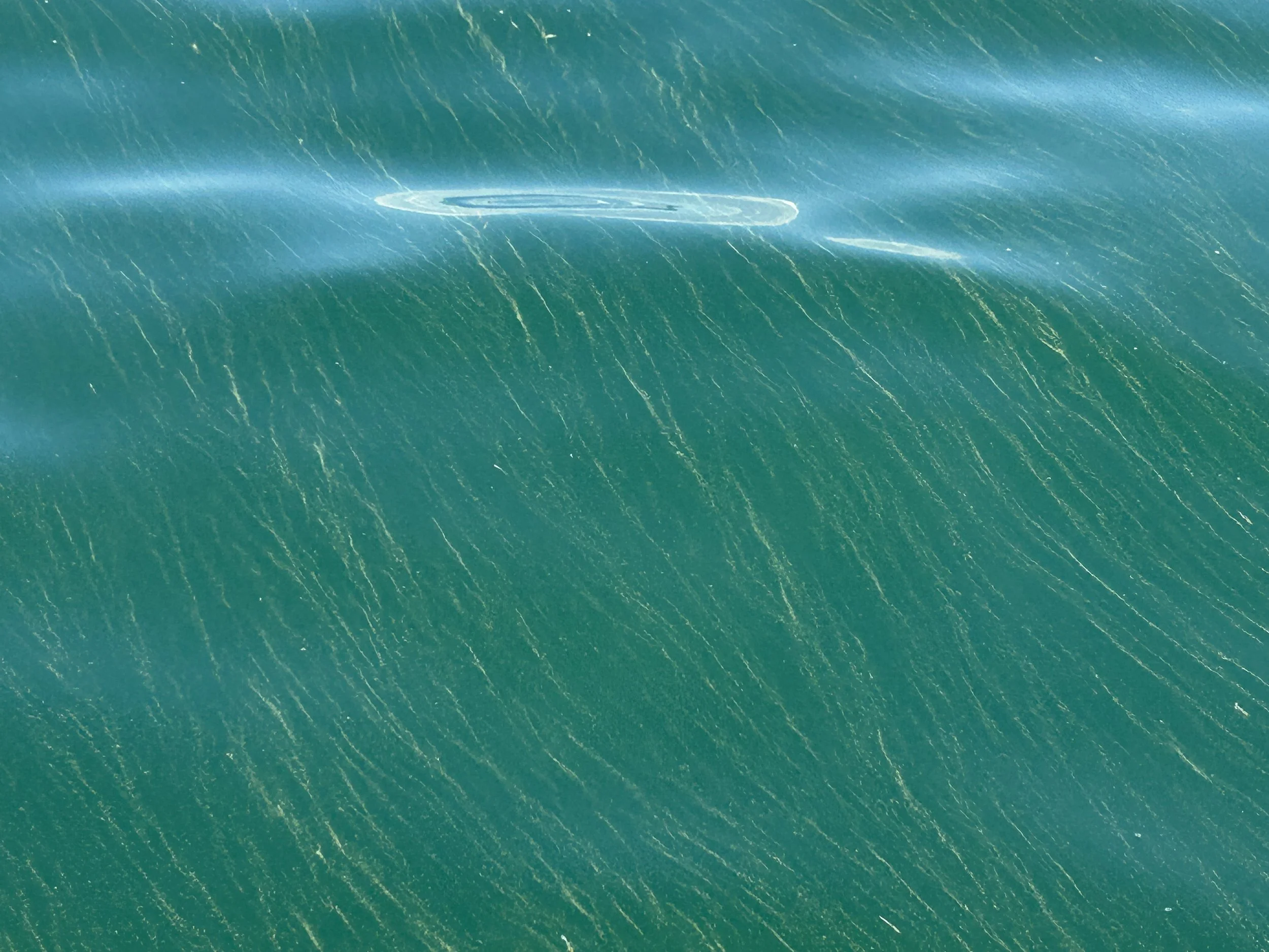 Lake Erie in full bloom