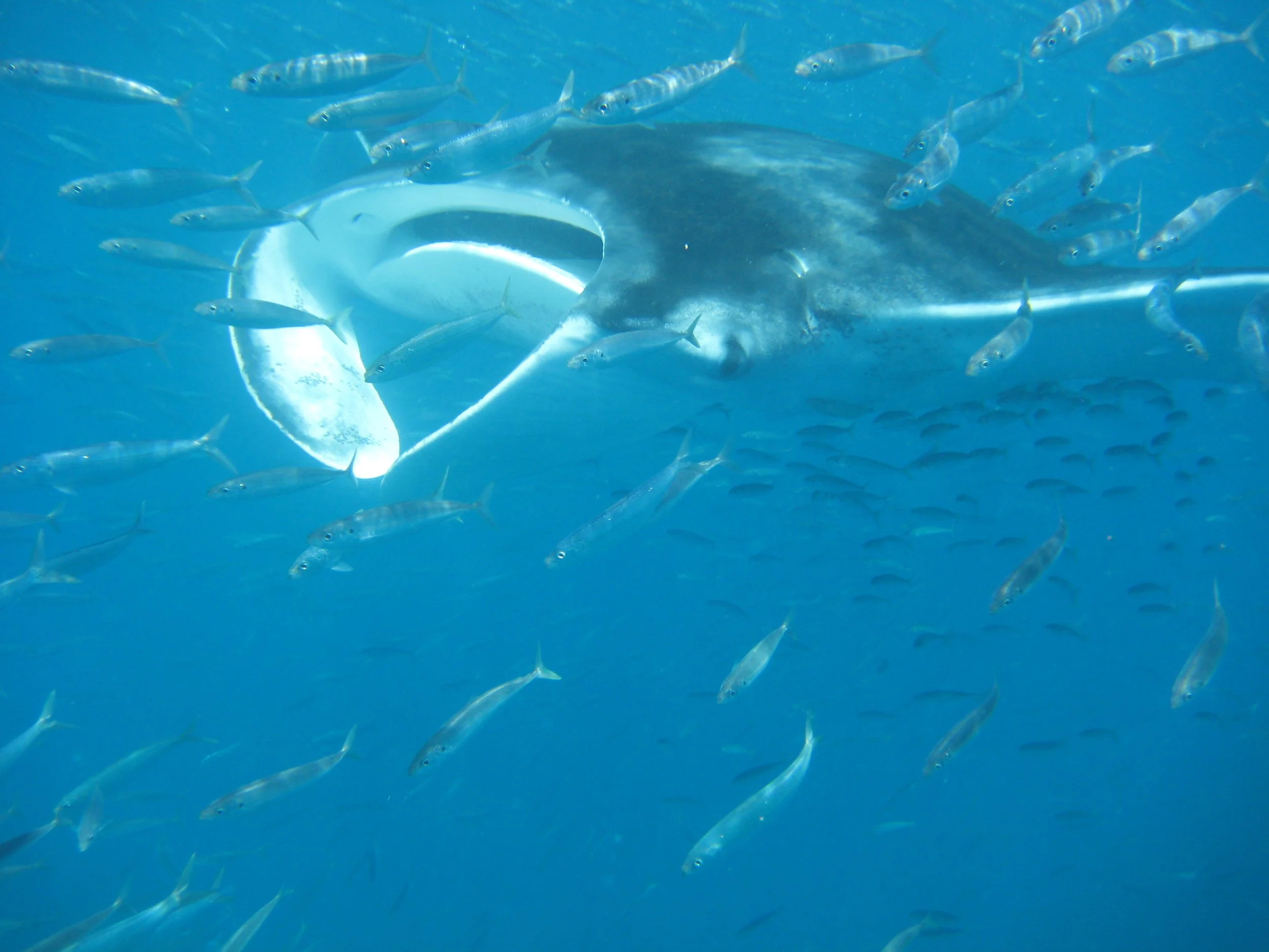Swimming with Manta Rays - Gulf of Mexico (Allen)