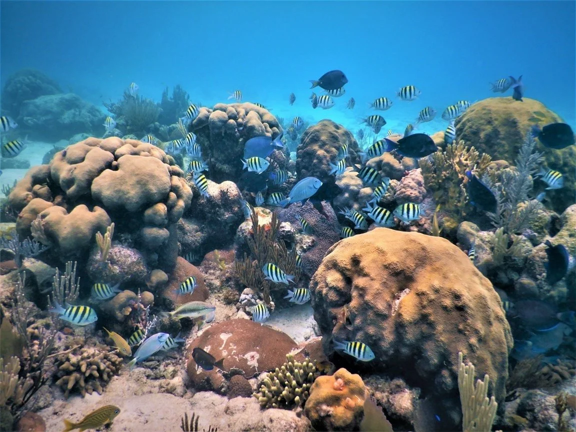 Our studies in the Caribbean (M. Bruce)