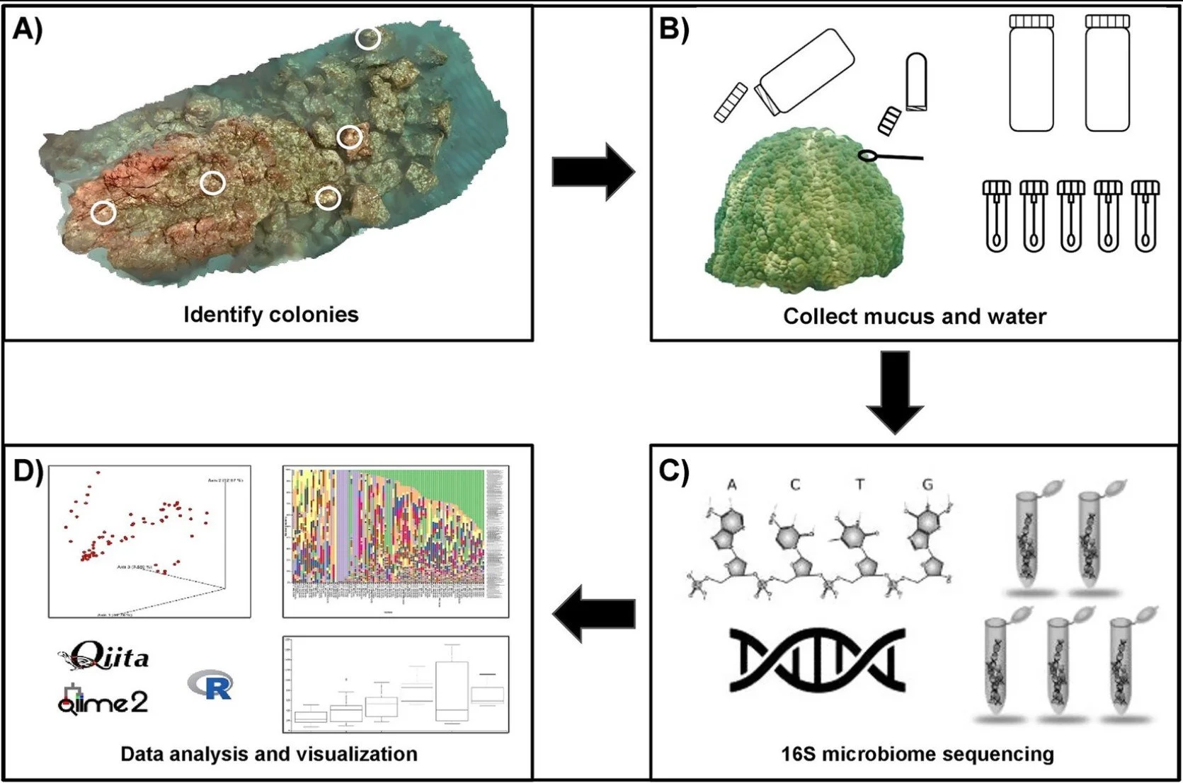 Sediment exposure decreases diversity in the surface mucus layer microbiome of Porites lobata at Honoliʻi, Hawaiʻi.