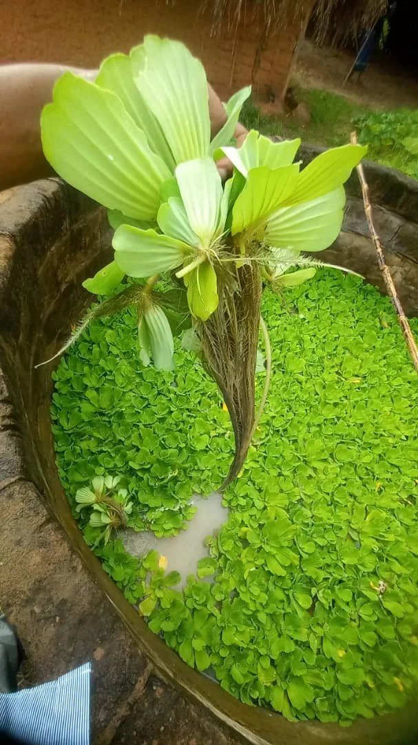 WhatsApp Image 2024-09-03 at 17.43.07.jpeg