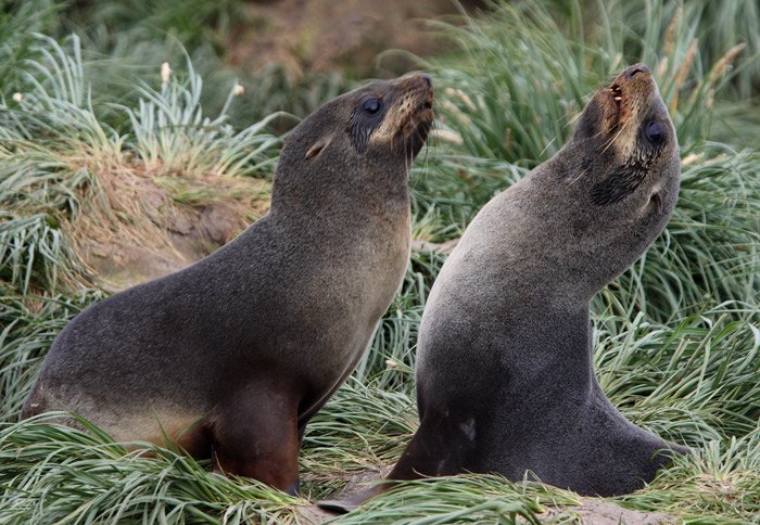 Fur-Seals_B7Z0425.jpg