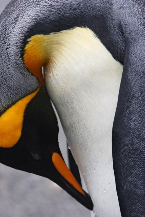 King-Penguin-tucked_B7Z0191.jpg